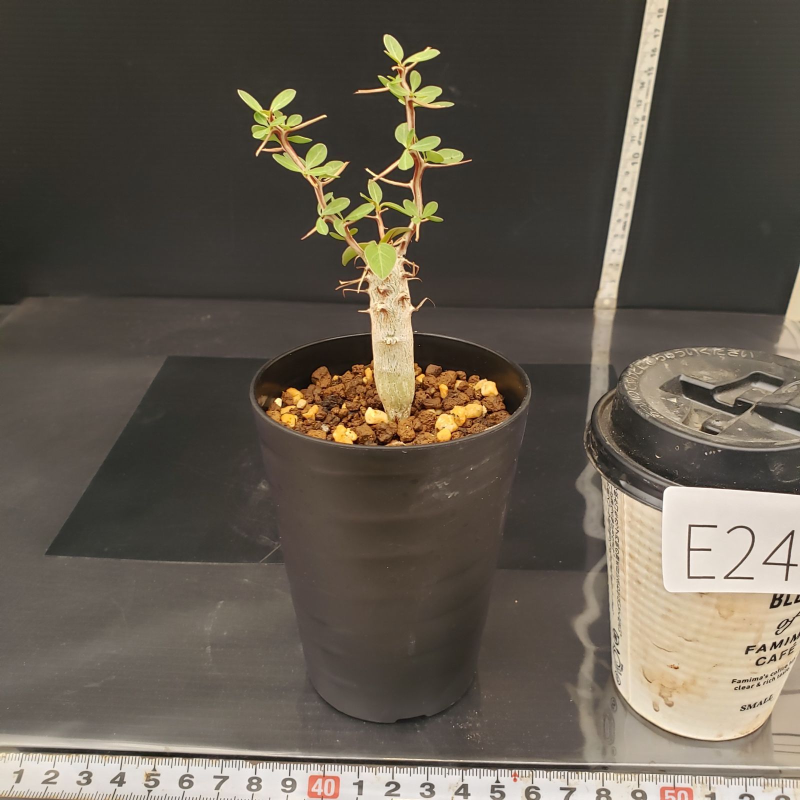 フォークイエリア オチョテレナエ 実生 フォークイエリア・オチョテレナエ𖤣𖥧𖥣𖡡𖥧𖤣 昨日のボタ横での