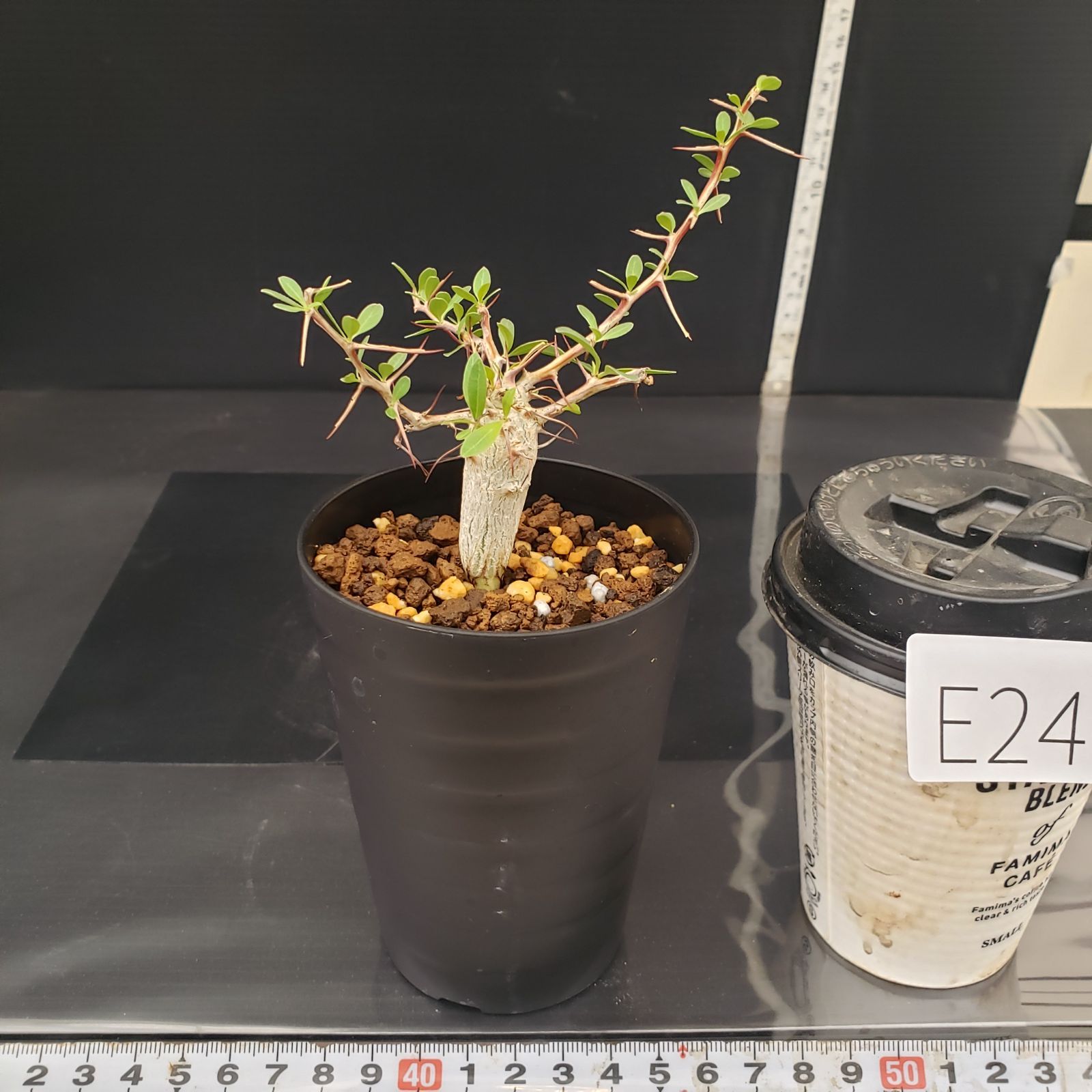 E245【自社養生株】フォークイエリア コルムナリス（実生・発根株