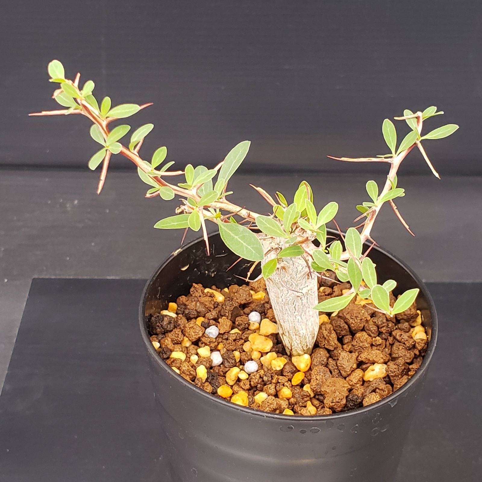 E245【自社養生株】フォークイエリア コルムナリス（実生・発根株