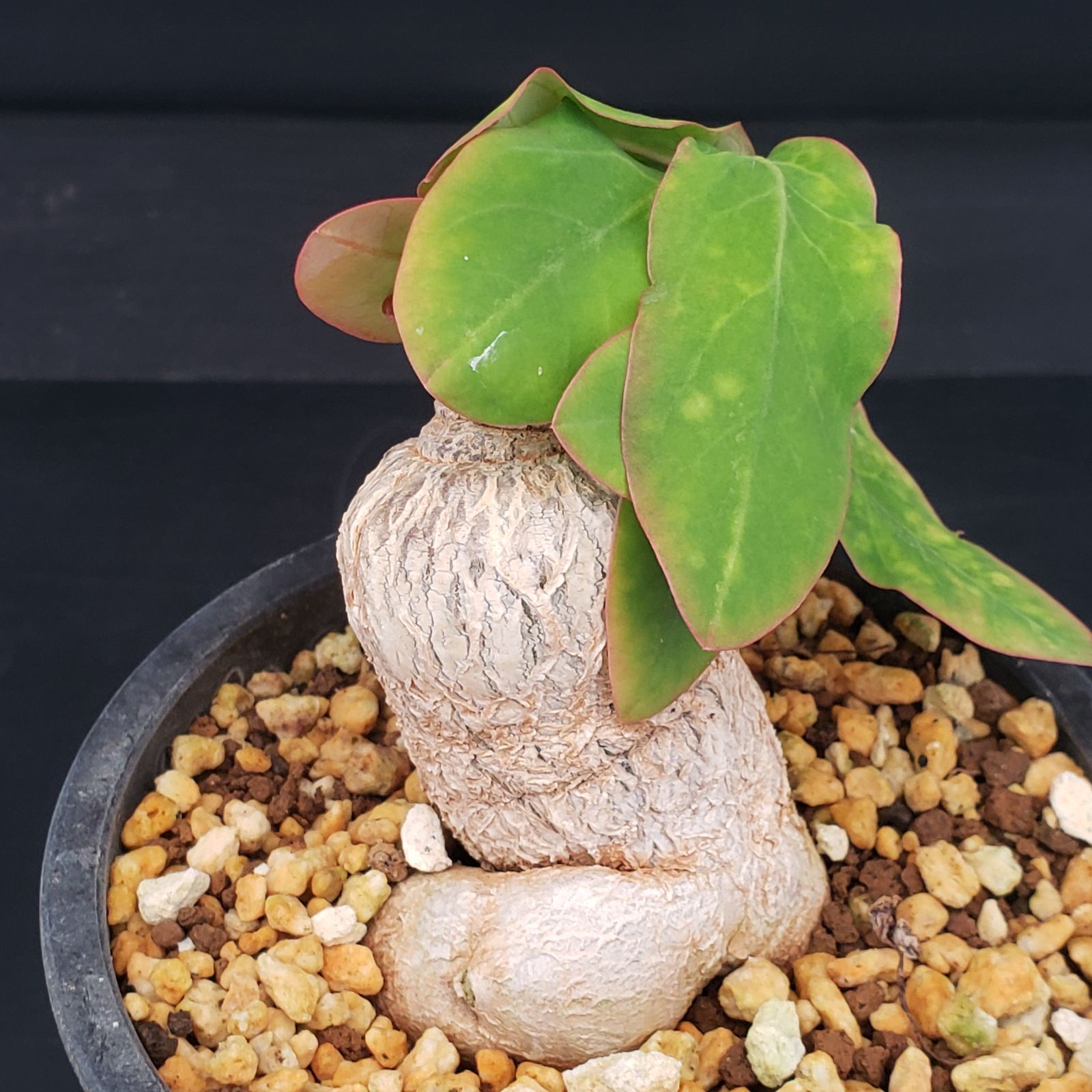 E253【自社養生株】ユーフォルビア モラティ（現地球・発根株・鉢植え