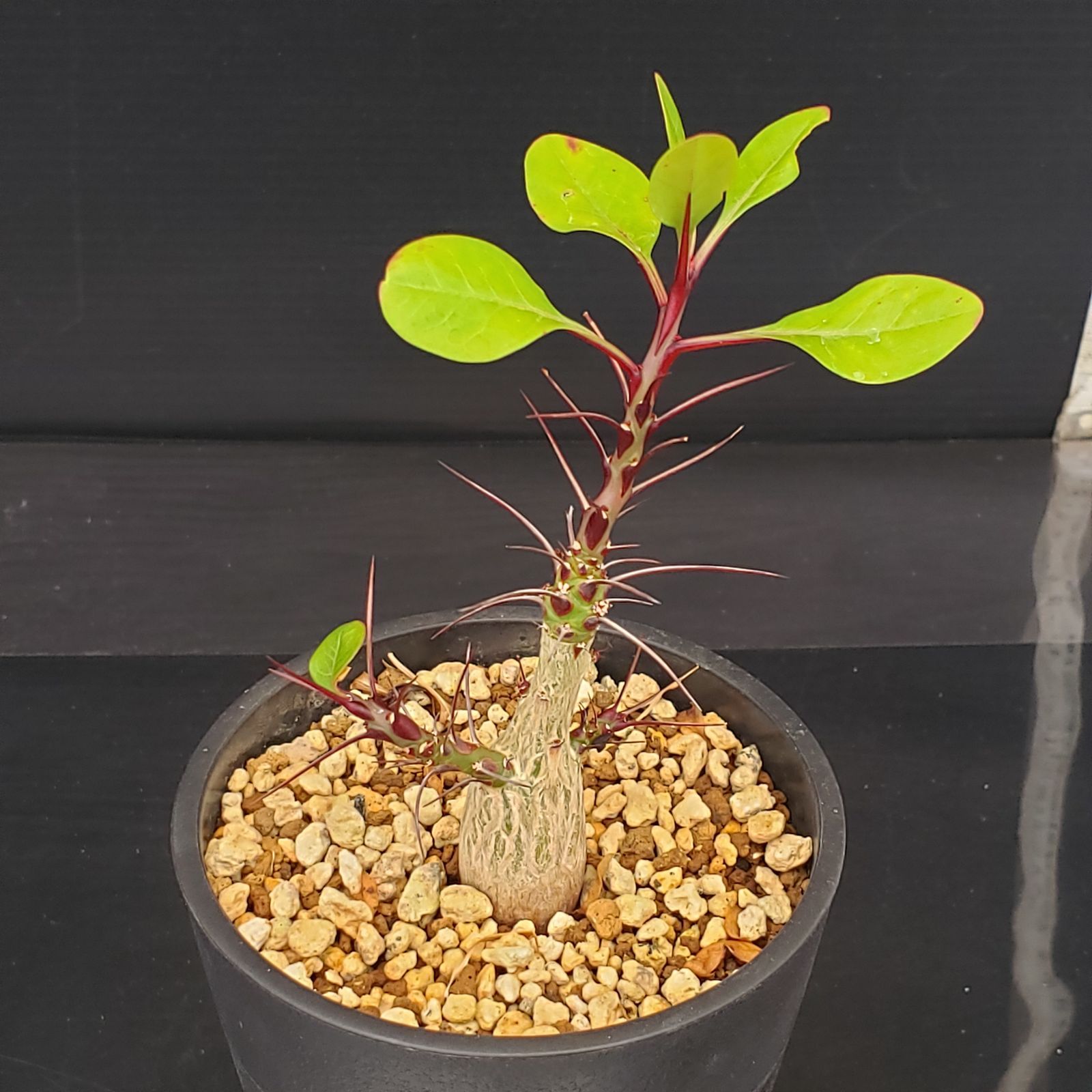 E256【自社養生株】フォークイエリア ファシクラータ（実生・発根株