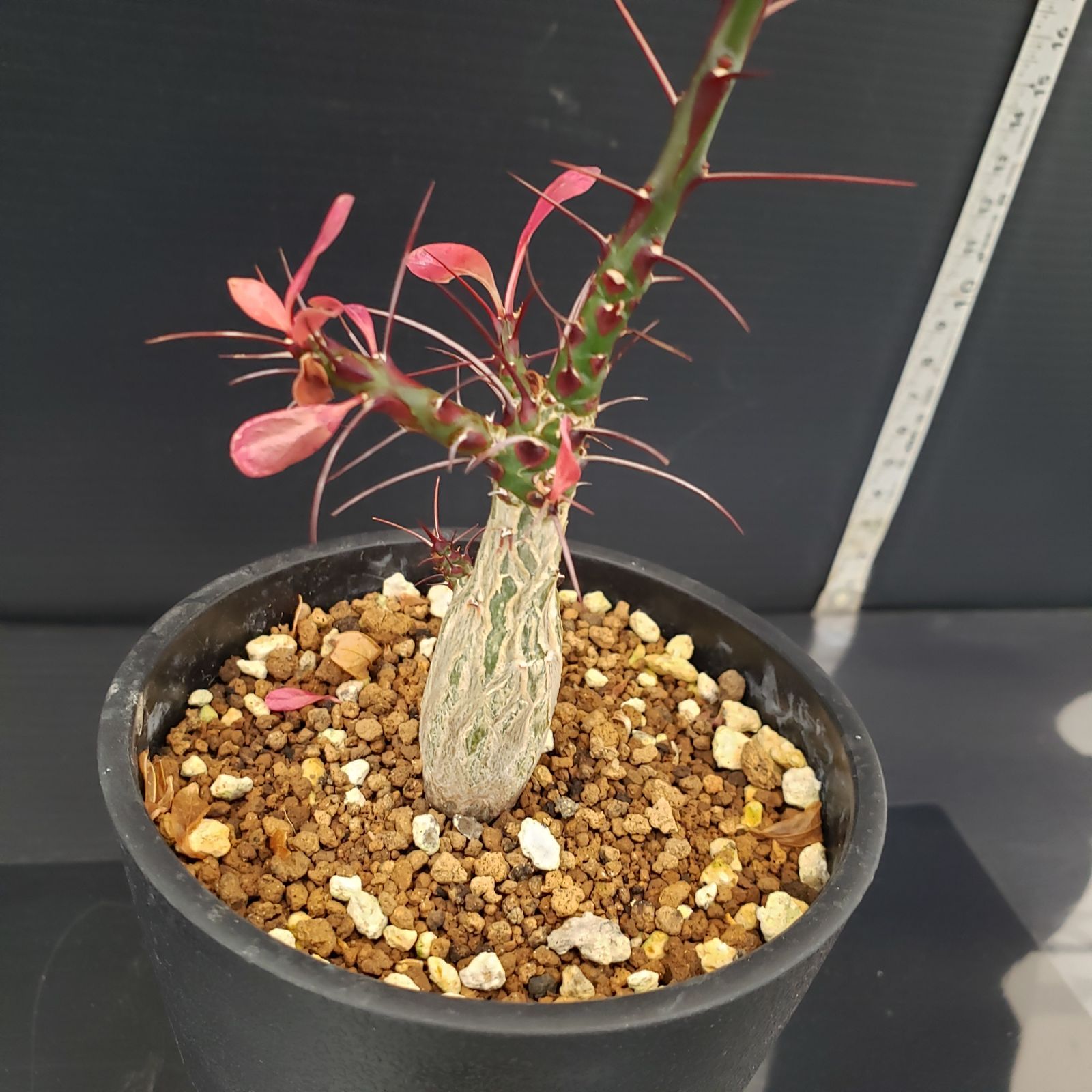 塊根植物 ファシクラータ E257【自社養生株】フォークイエリア ファシクラータ（実生・発根株