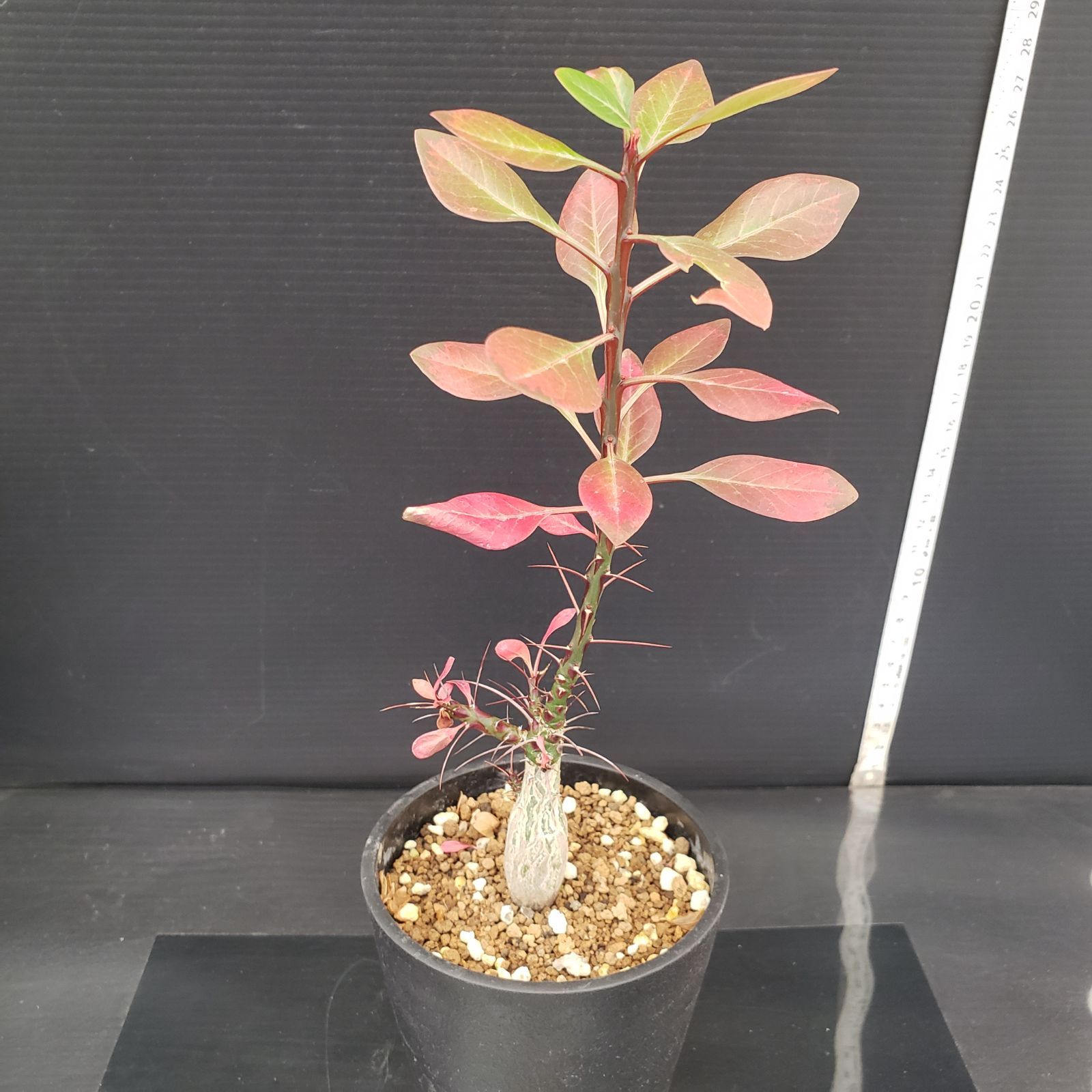 E257【自社養生株】フォークイエリア ファシクラータ（実生・発根株