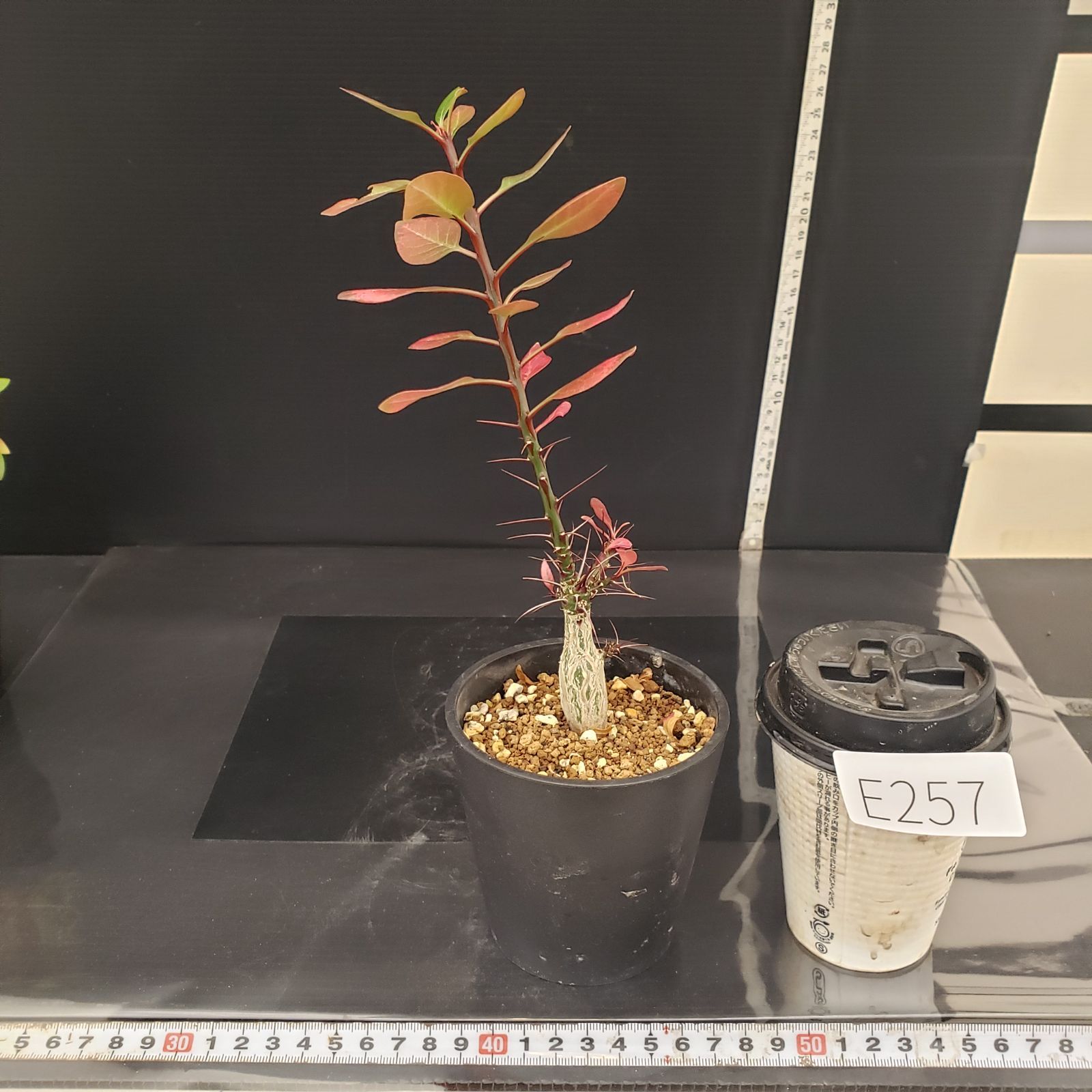 E257【自社養生株】フォークイエリア ファシクラータ（実生・発根株