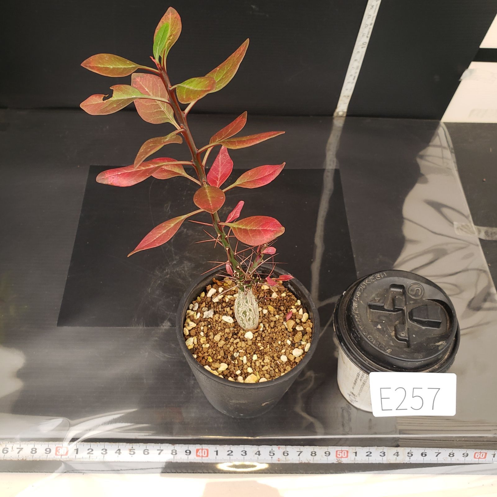 E257【自社養生株】フォークイエリア ファシクラータ（実生・発根株