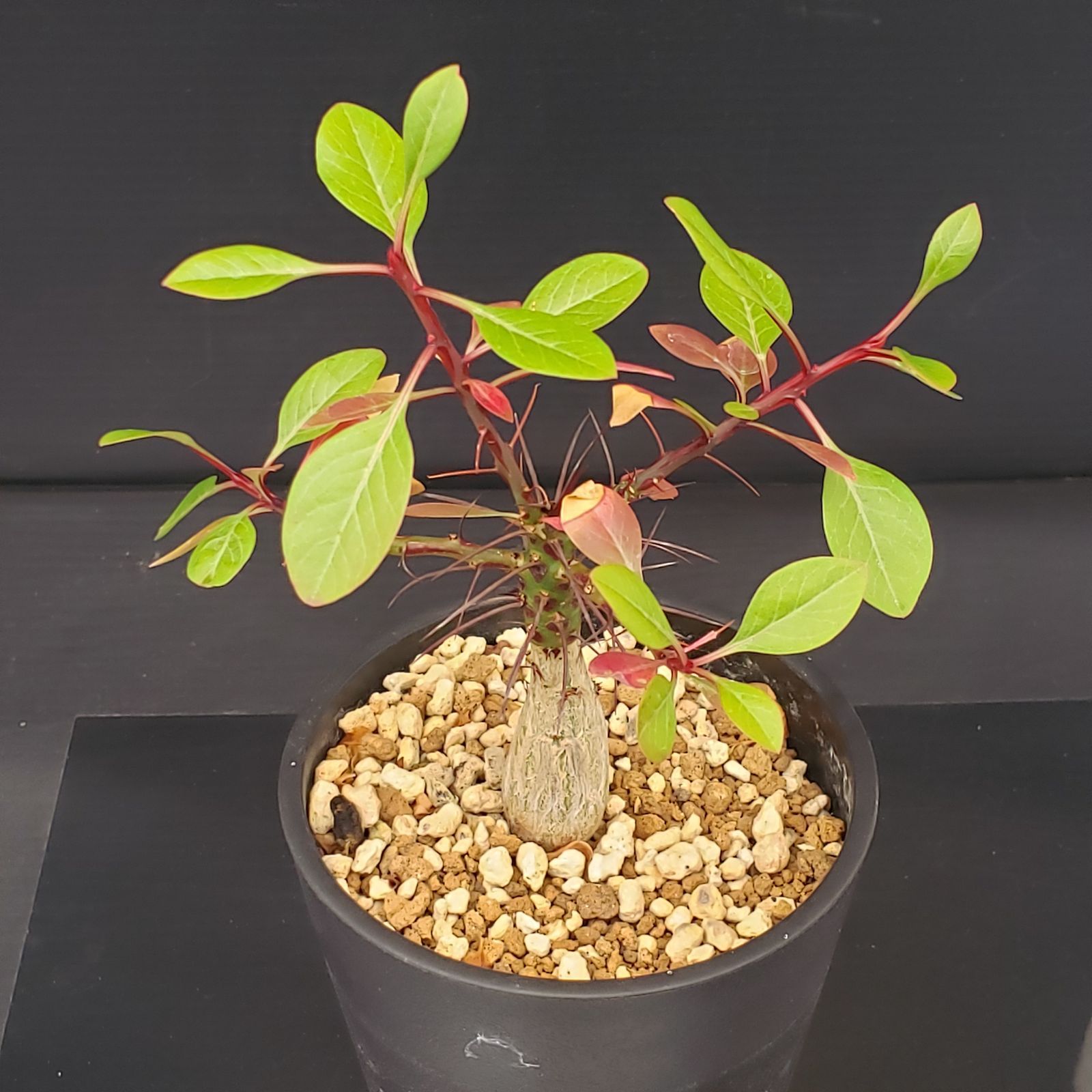 塊根植物 ファシクラータ E256【自社養生株】フォークイエリア ファシクラータ（実生・発根株