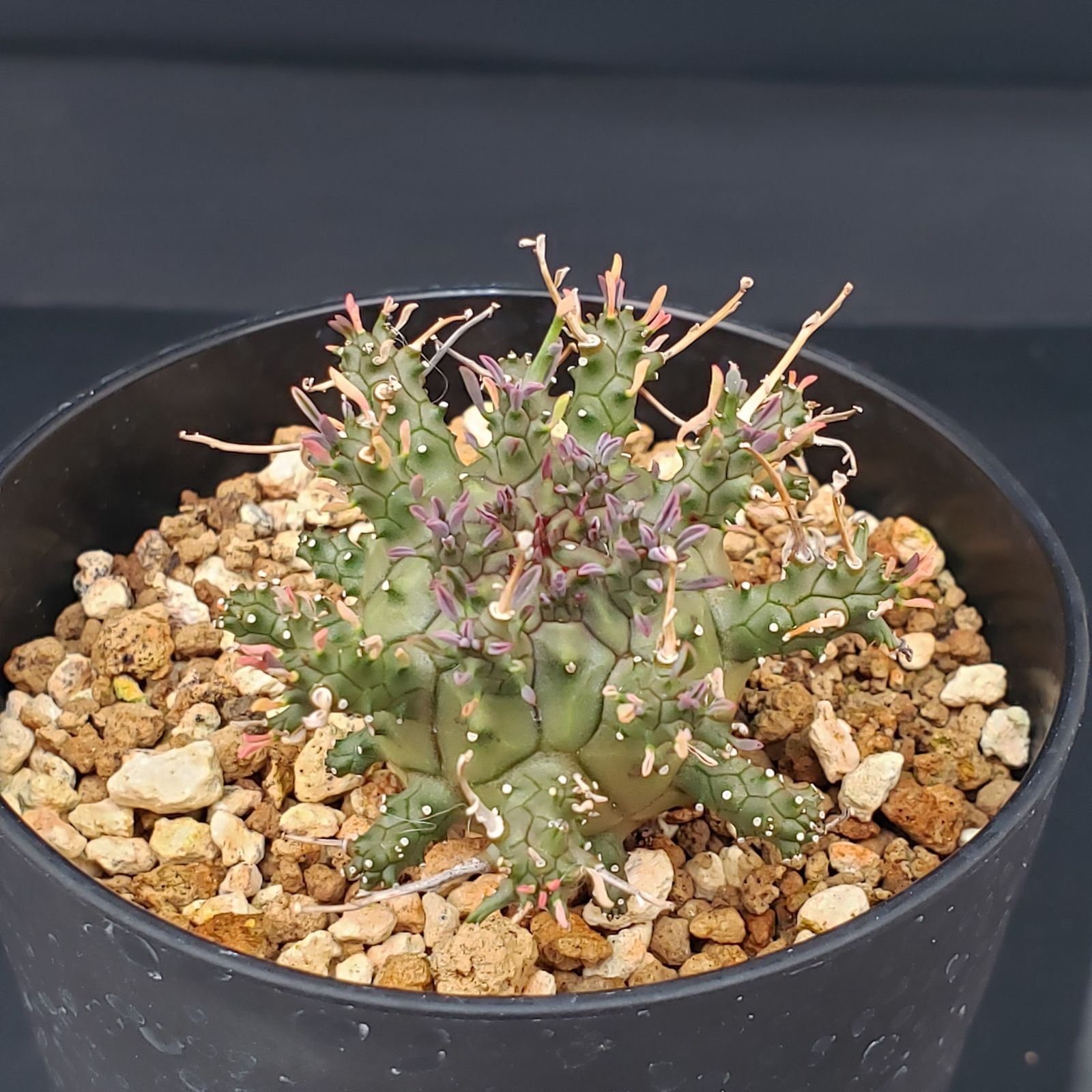 E260【自社養生株】ユーフォルビア デセプタ（発根株・鉢植え）【塊根