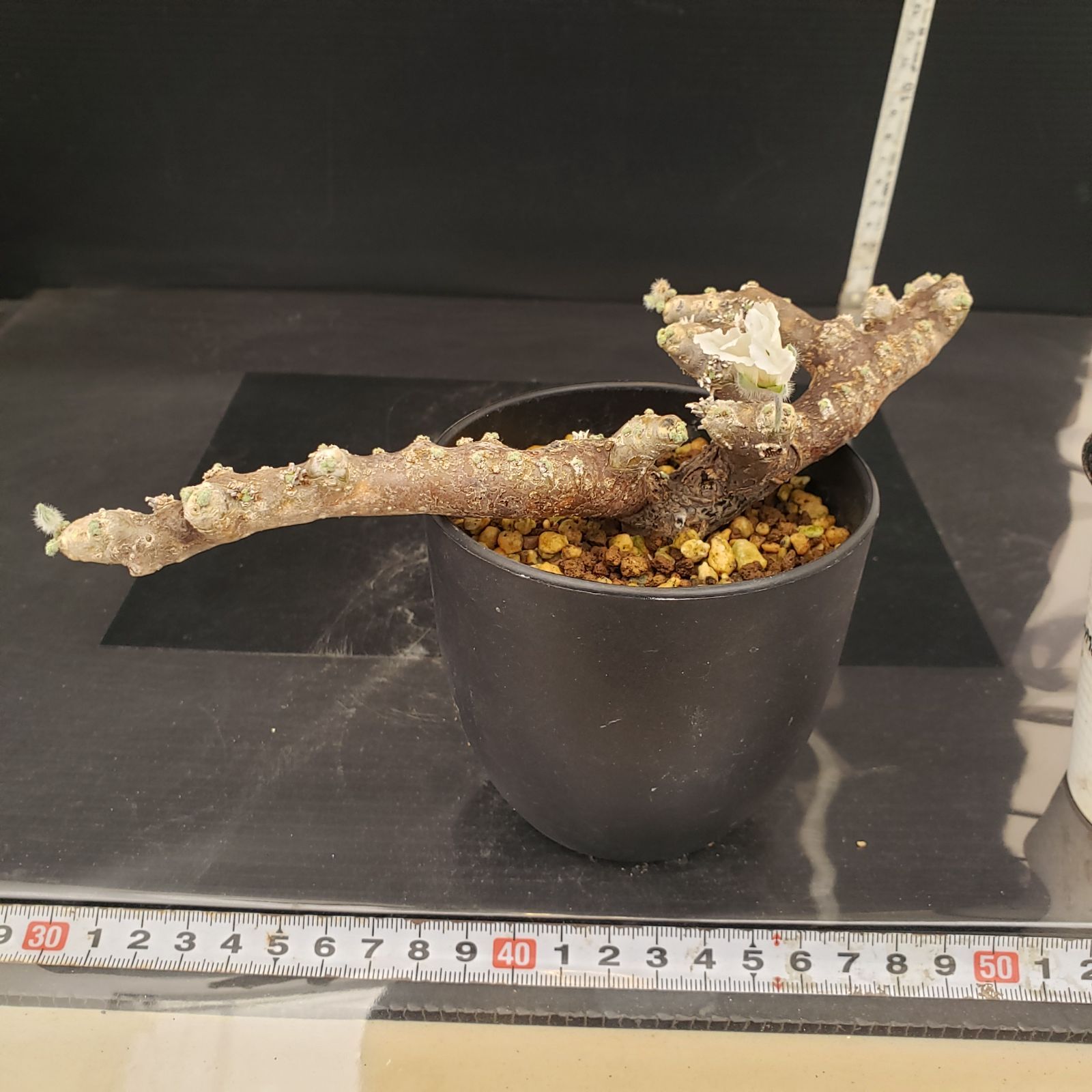 E261【自社養生株】モンソニア ムルチフィダ（現地球・発根未確認株