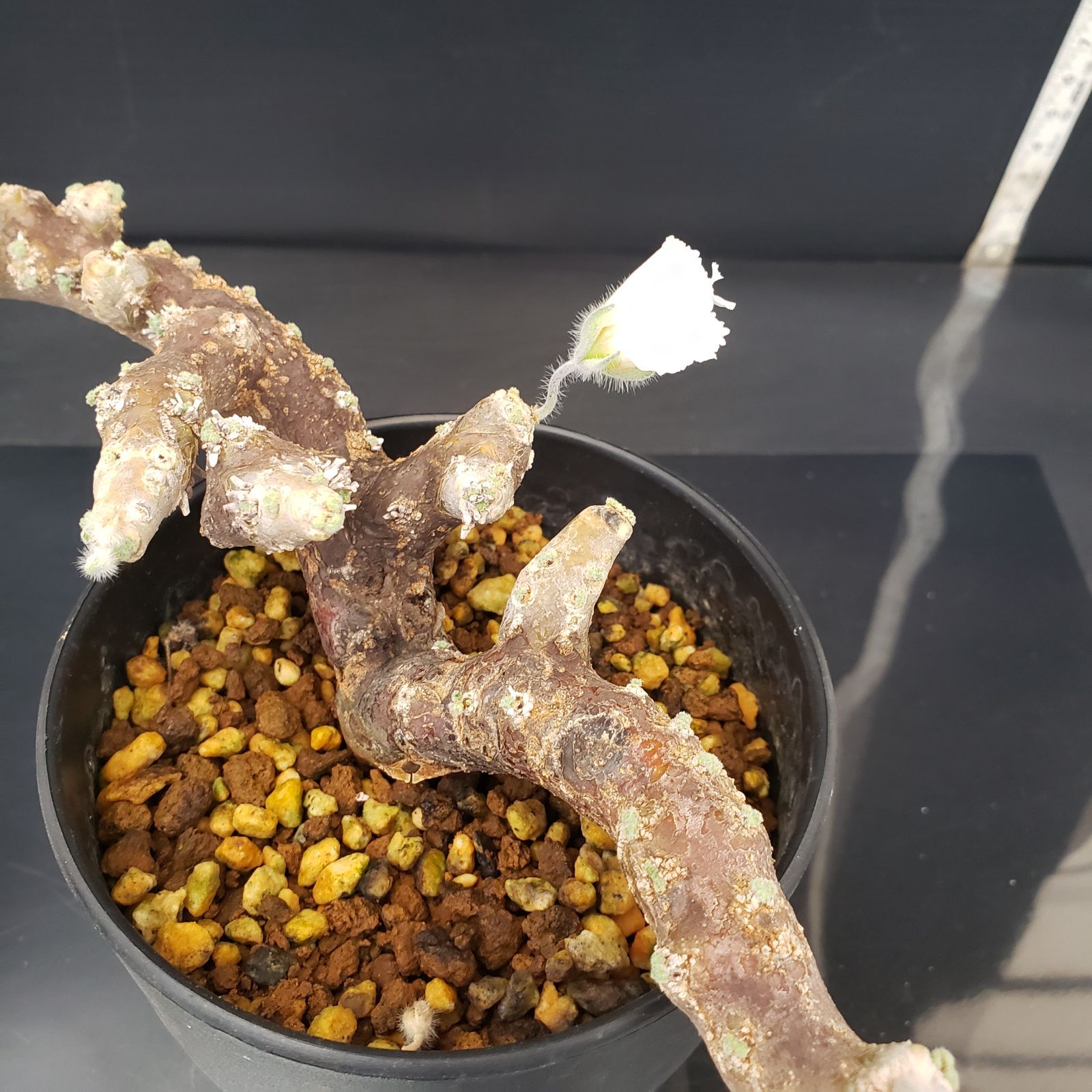 E261【自社養生株】モンソニア ムルチフィダ（現地球・発根未確認株