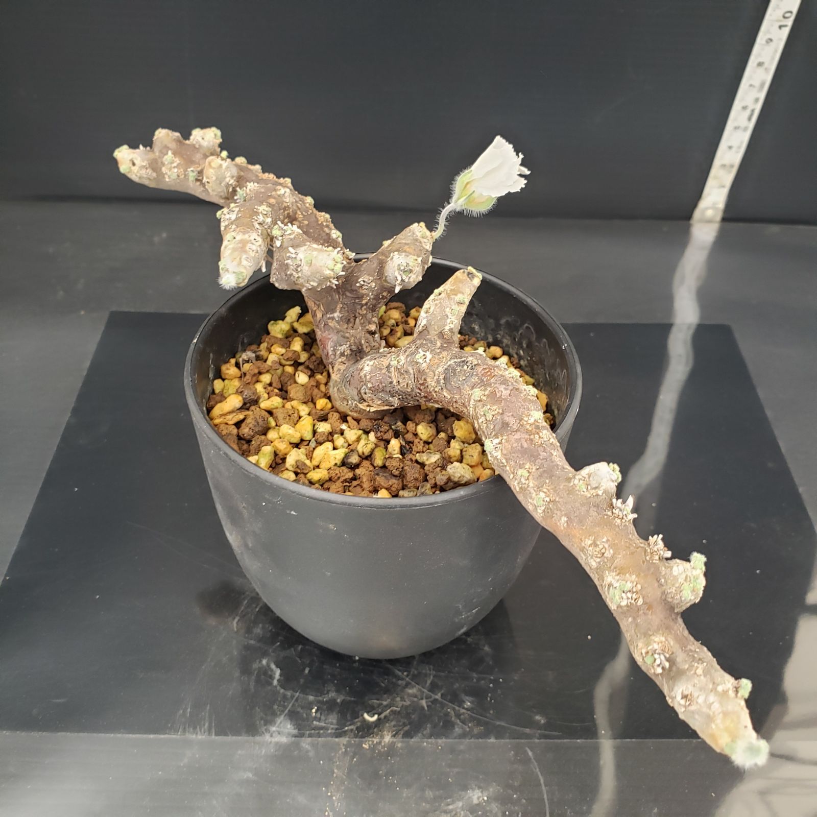 E261【自社養生株】モンソニア ムルチフィダ（現地球・発根未確認株