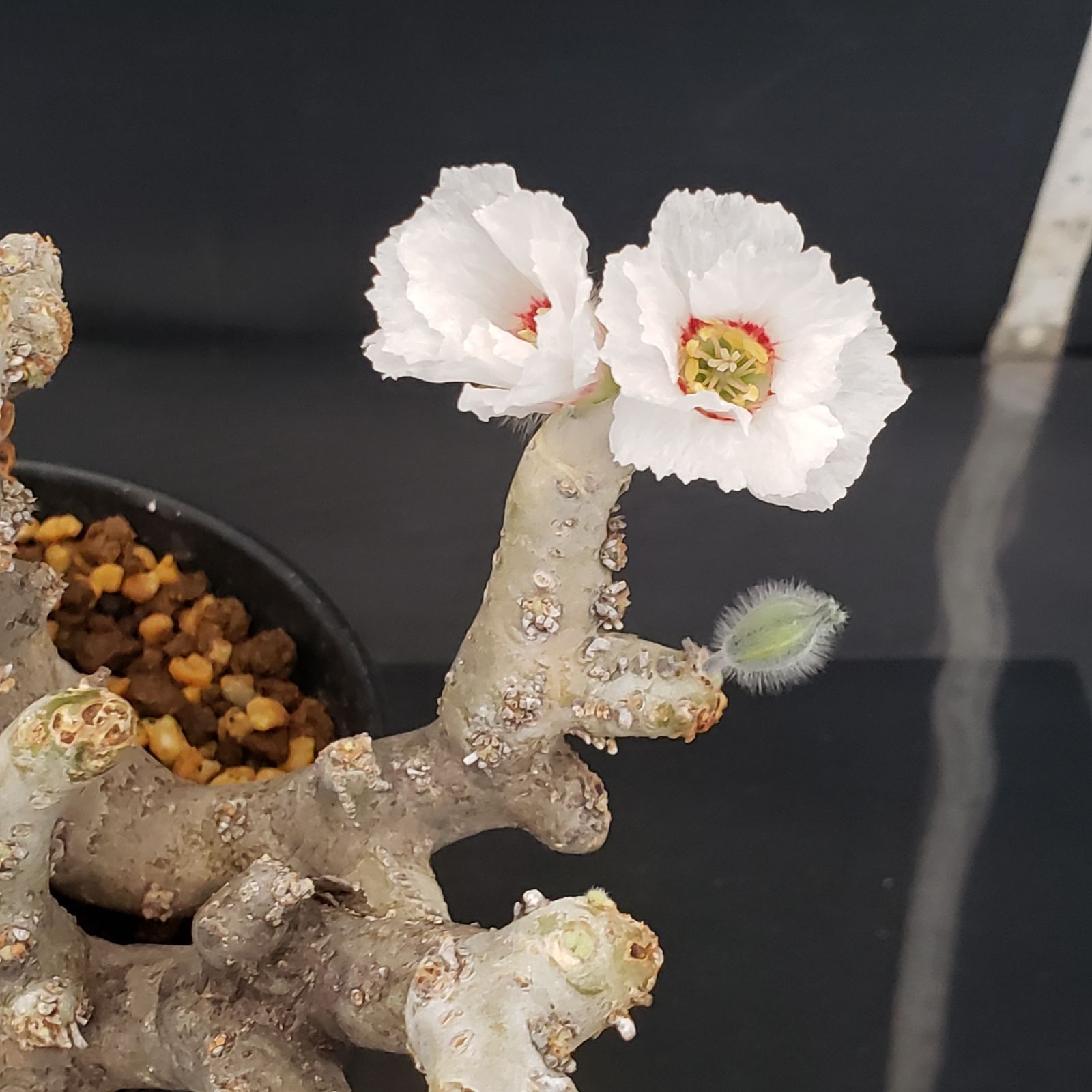 E262【自社養生株】モンソニア ムルチフィダ（現地球・発根未確認株