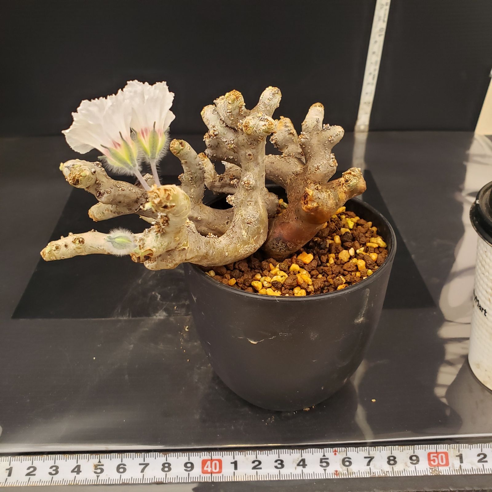 モンソニア　ムルチフィダ　発根済み E262【自社養生株】モンソニア ムルチフィダ（現地球・発根未確認株