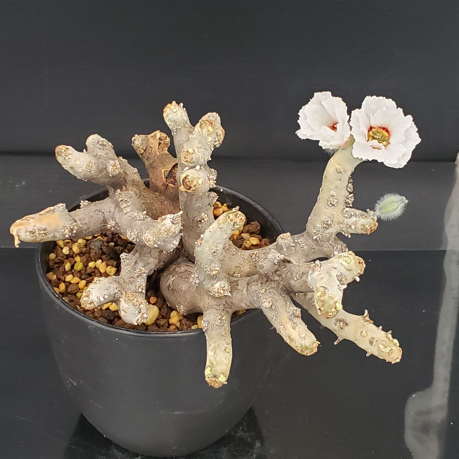 E262【自社養生株】モンソニア ムルチフィダ（現地球・発根未確認株