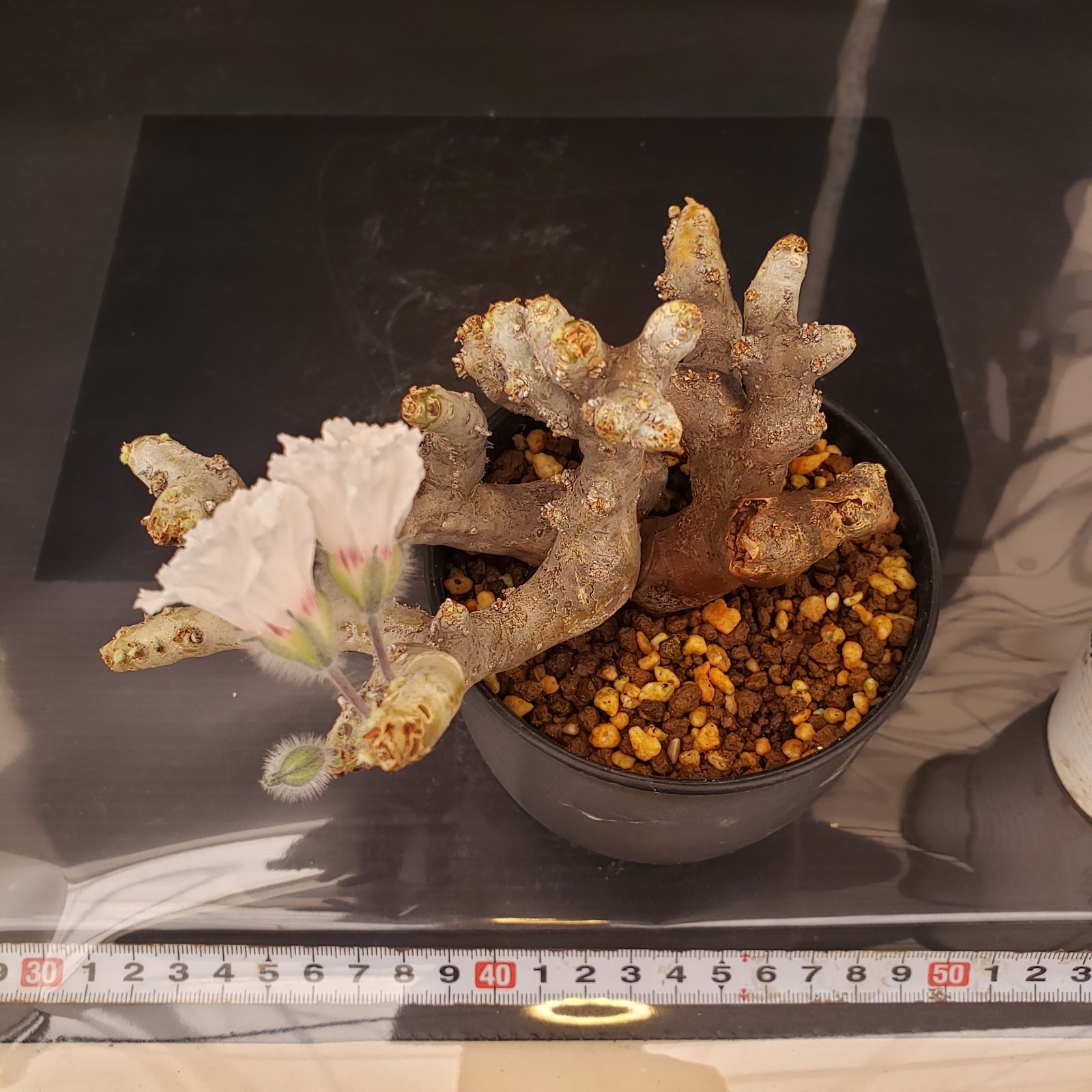 E262【自社養生株】モンソニア ムルチフィダ（現地球・発根未確認株