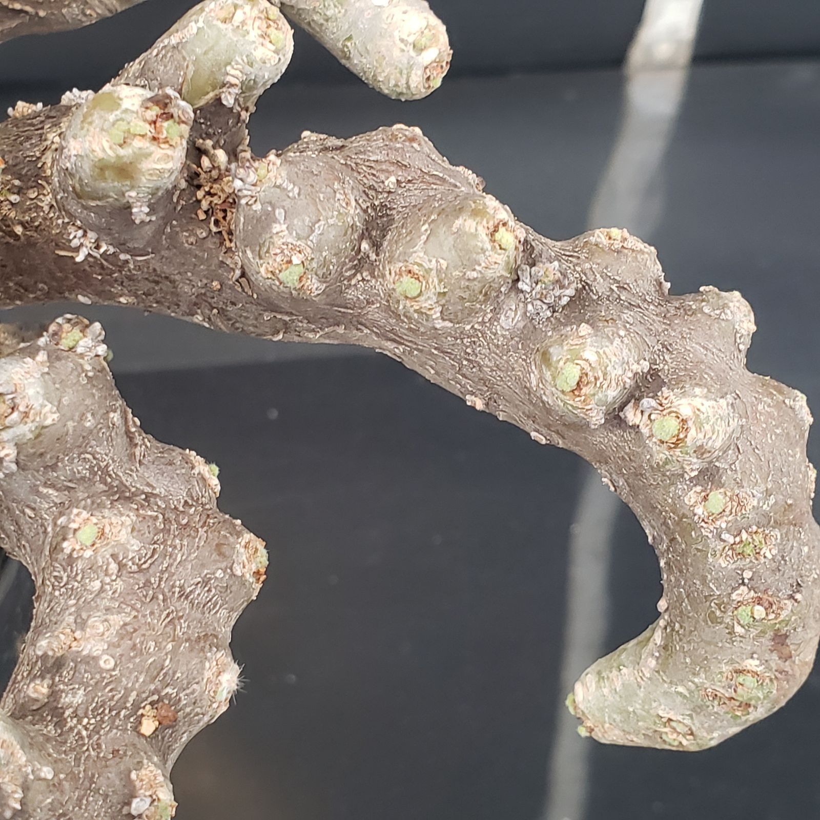 E263【自社養生株】モンソニア ムルチフィダ（現地球・発根未確認株