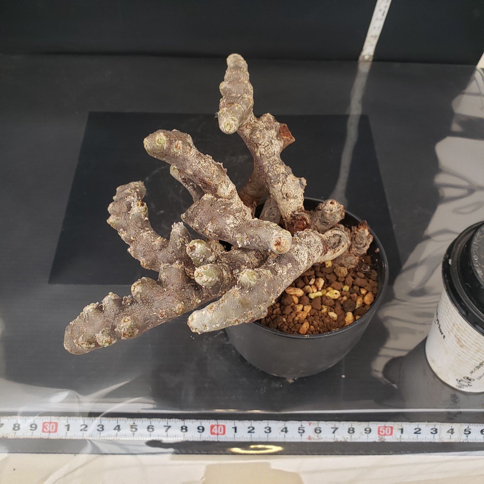 E263【自社養生株】モンソニア ムルチフィダ（現地球・発根未確認株