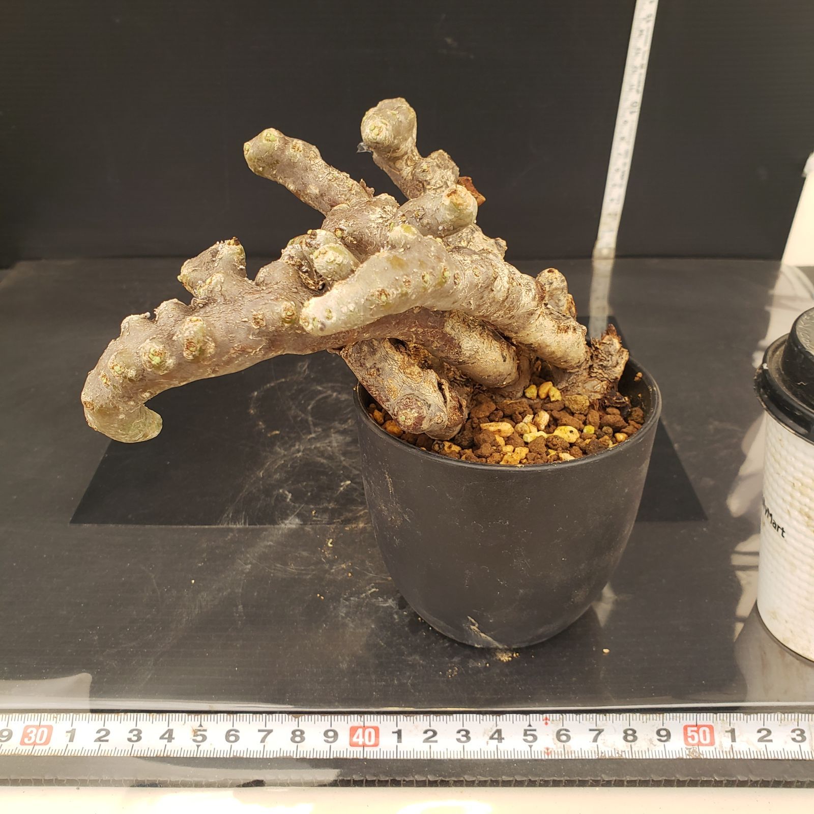 E263【自社養生株】モンソニア ムルチフィダ（現地球・発根未確認株