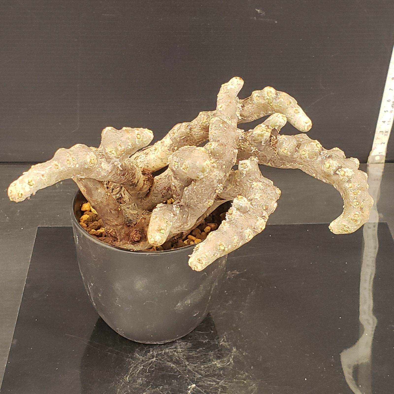 E263【自社養生株】モンソニア ムルチフィダ（現地球・発根未確認株