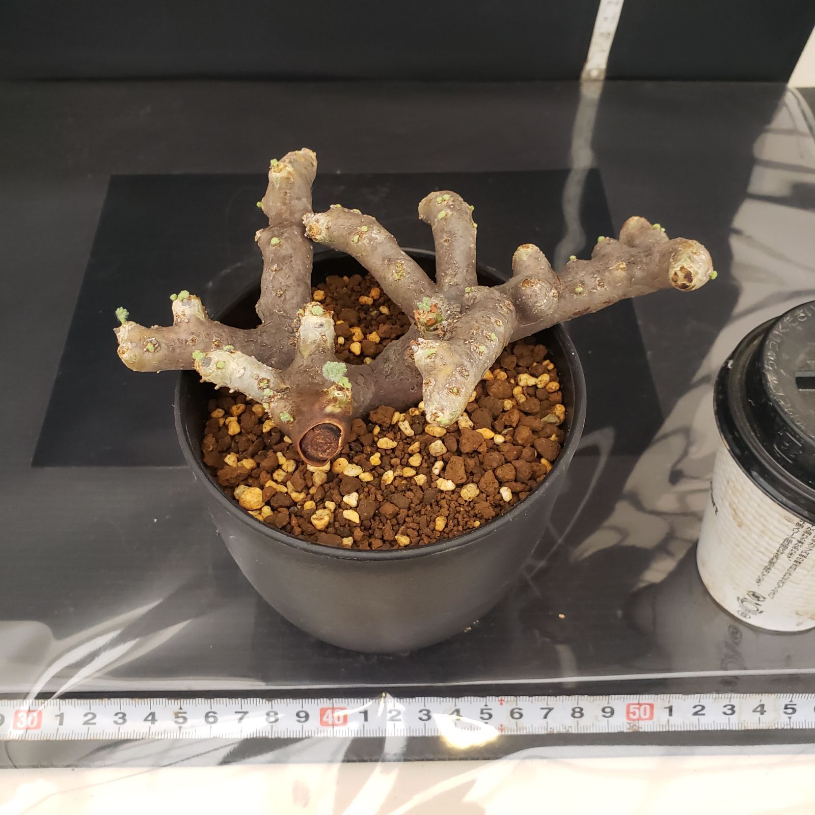 E264【自社養生株】モンソニア ムルチフィダ（現地球・発根開始株