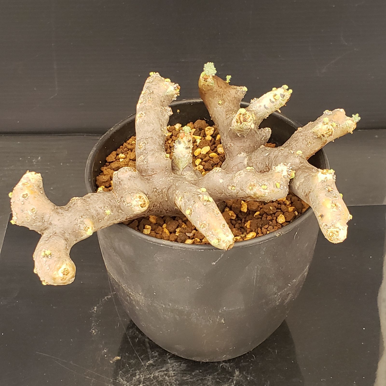 E264【自社養生株】モンソニア ムルチフィダ（現地球・発根開始株