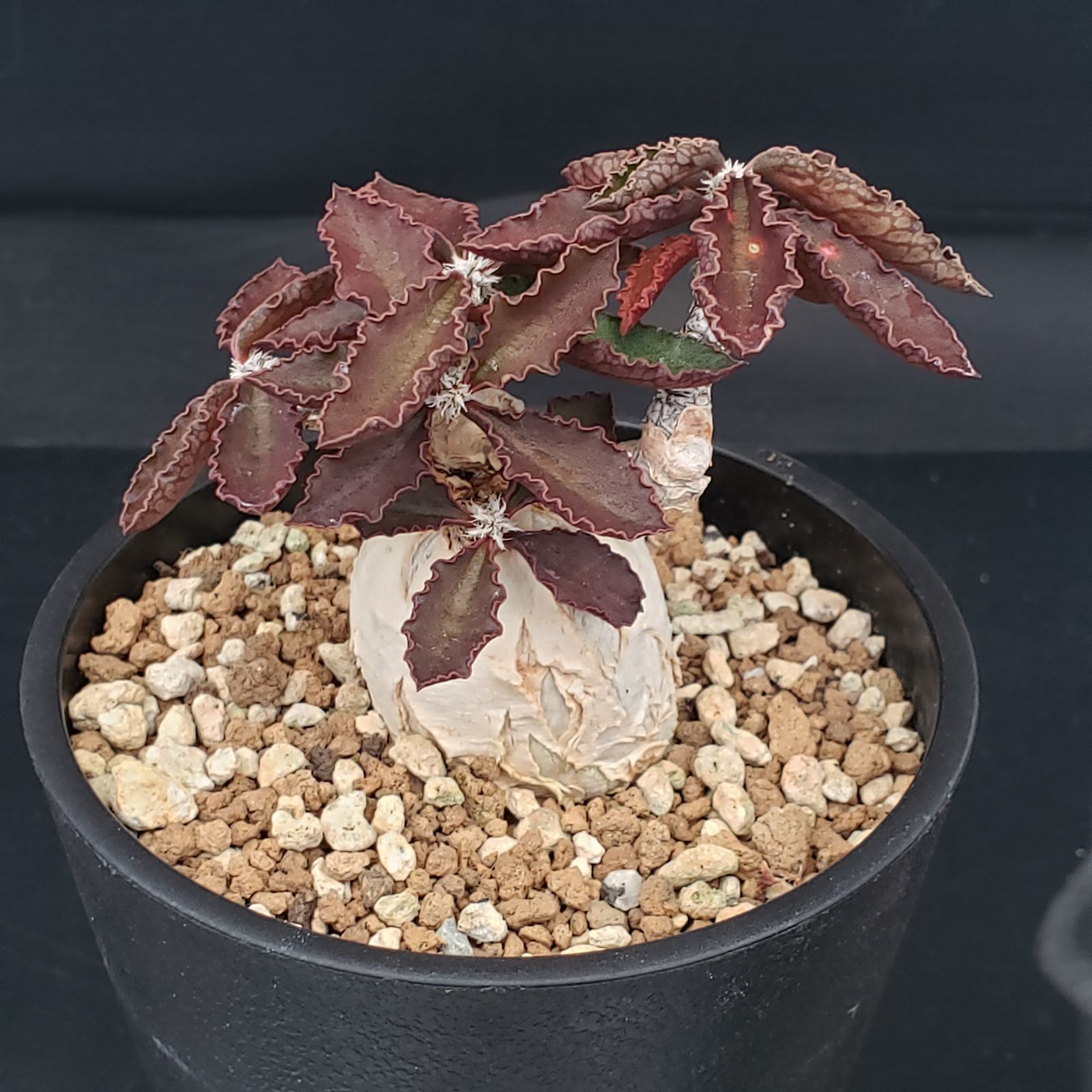 E265【自社養生株】ユーフォルビア アンボボンベンシス（発根株