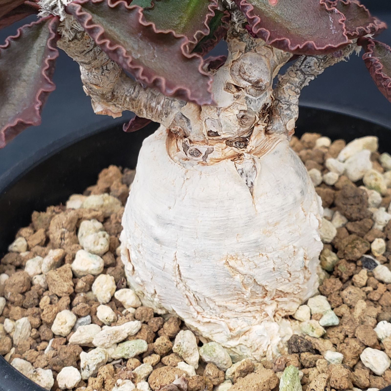 E265【自社養生株】ユーフォルビア アンボボンベンシス（発根株