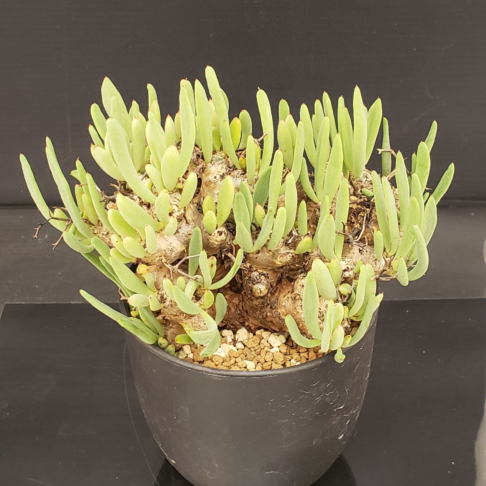 E268【自社養生株】チレコドン レティキュラータス 万物想（現地球・発