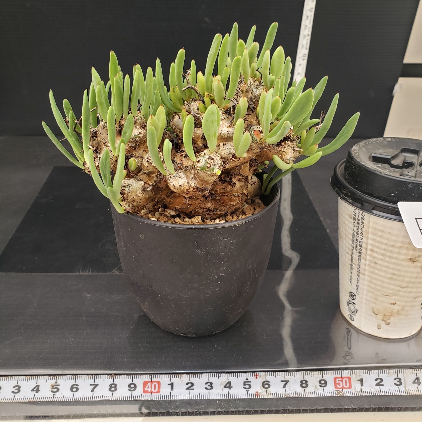 E268【自社養生株】チレコドン レティキュラータス 万物想（現地球・発