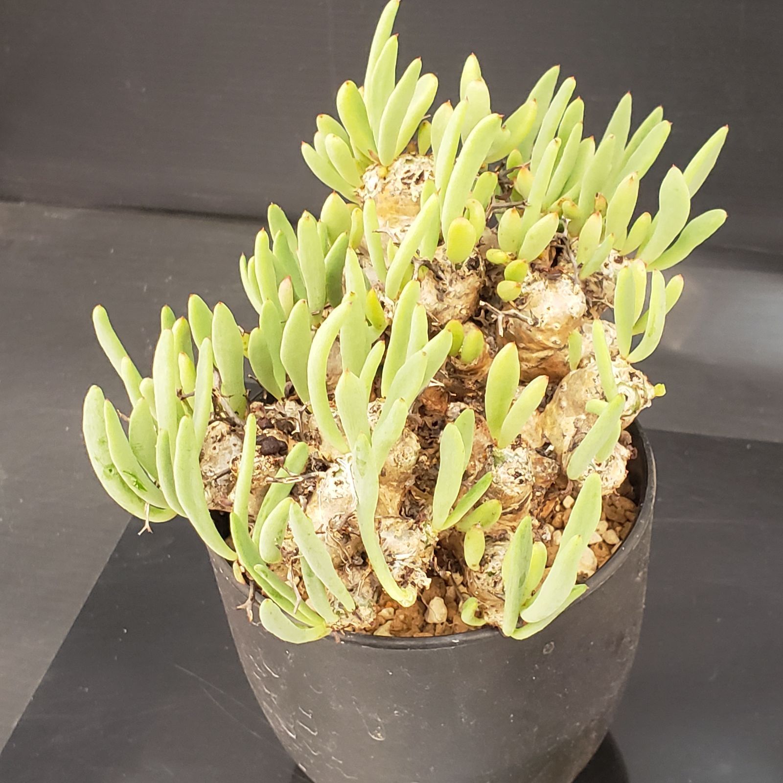 産地つき レア)オトンナ チレコドン 塊根色々8種1個ずつセット 産地