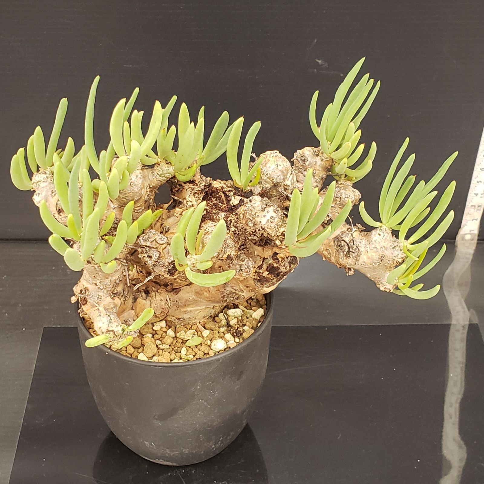 大株】 チレコドン レティキュラータス 万物想 現地球 発根済 陶器鉢