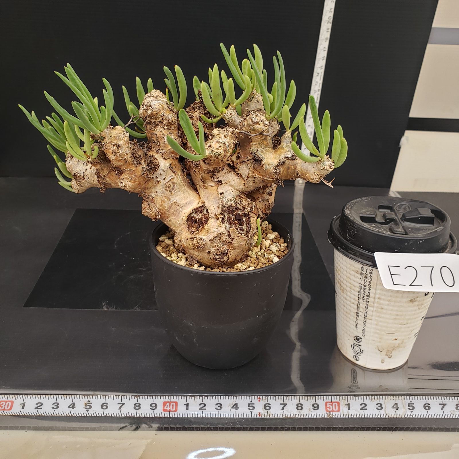 E270【自社養生株】チレコドン レティキュラータス 万物想（現地球・発