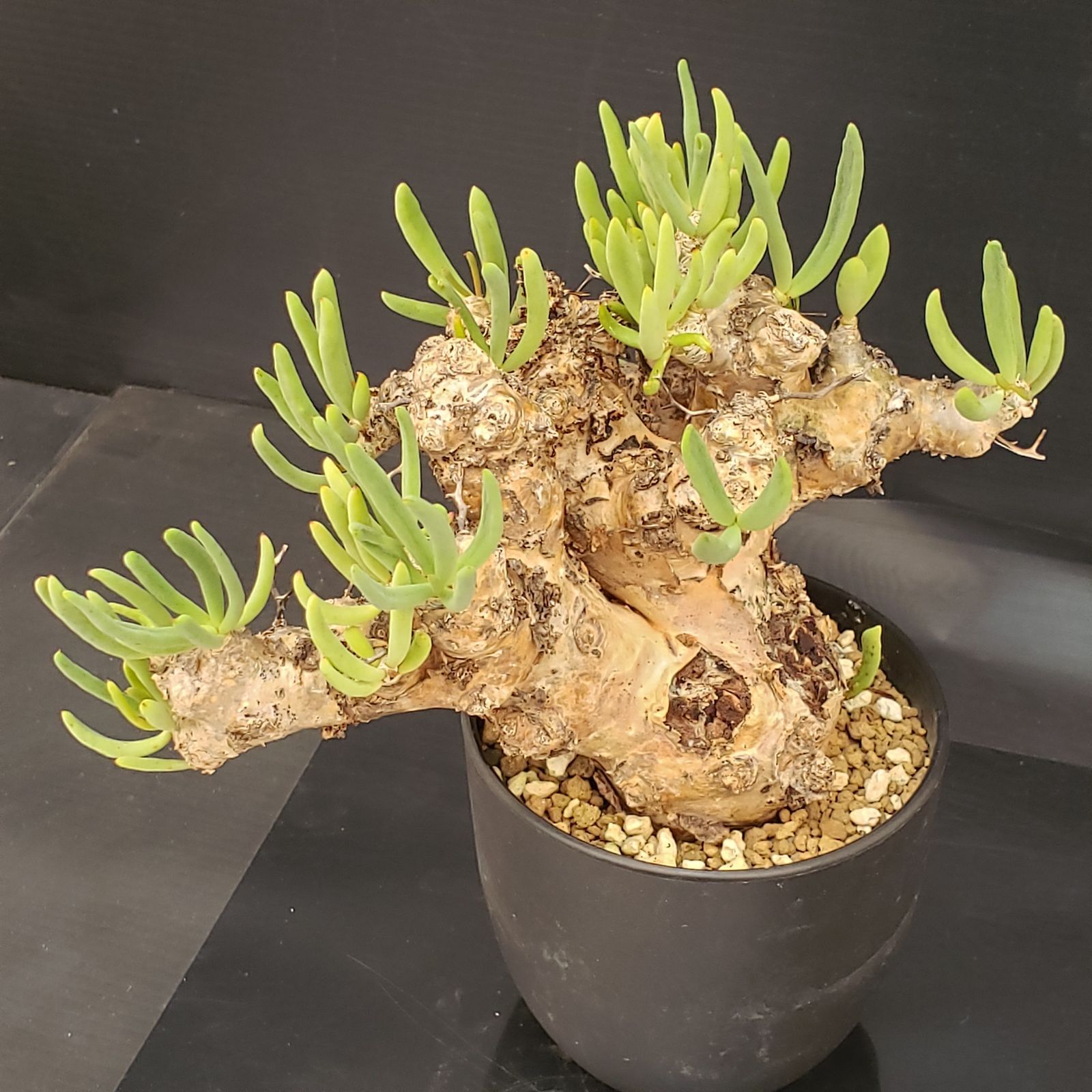 E270【自社養生株】チレコドン レティキュラータス 万物想（現地球・発