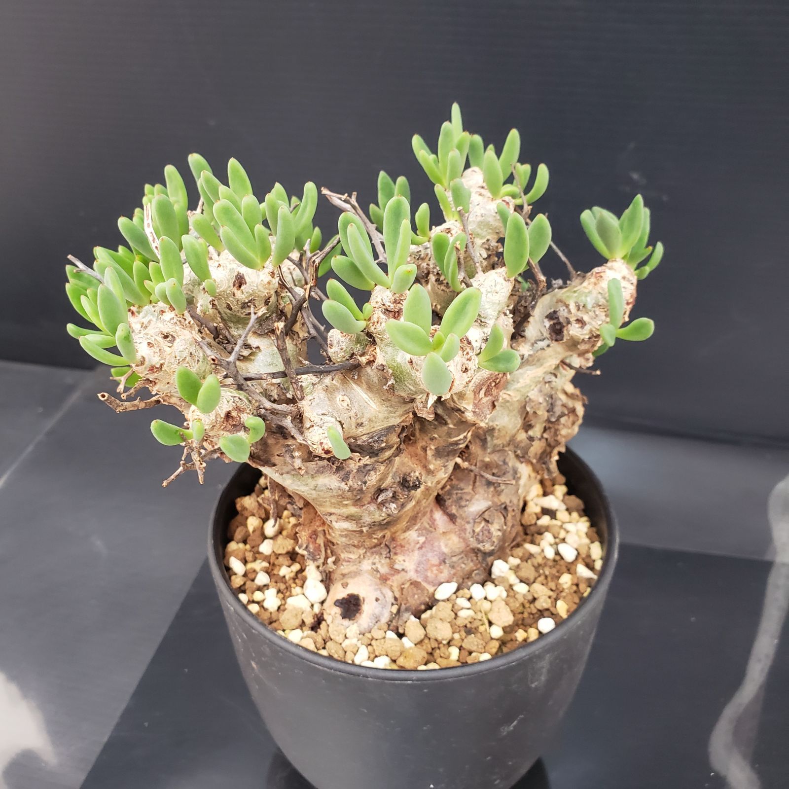 E 271 自社養生株 チレコドン レティキュラータス 万物想 現地球 発根株 鉢植え 塊根植物