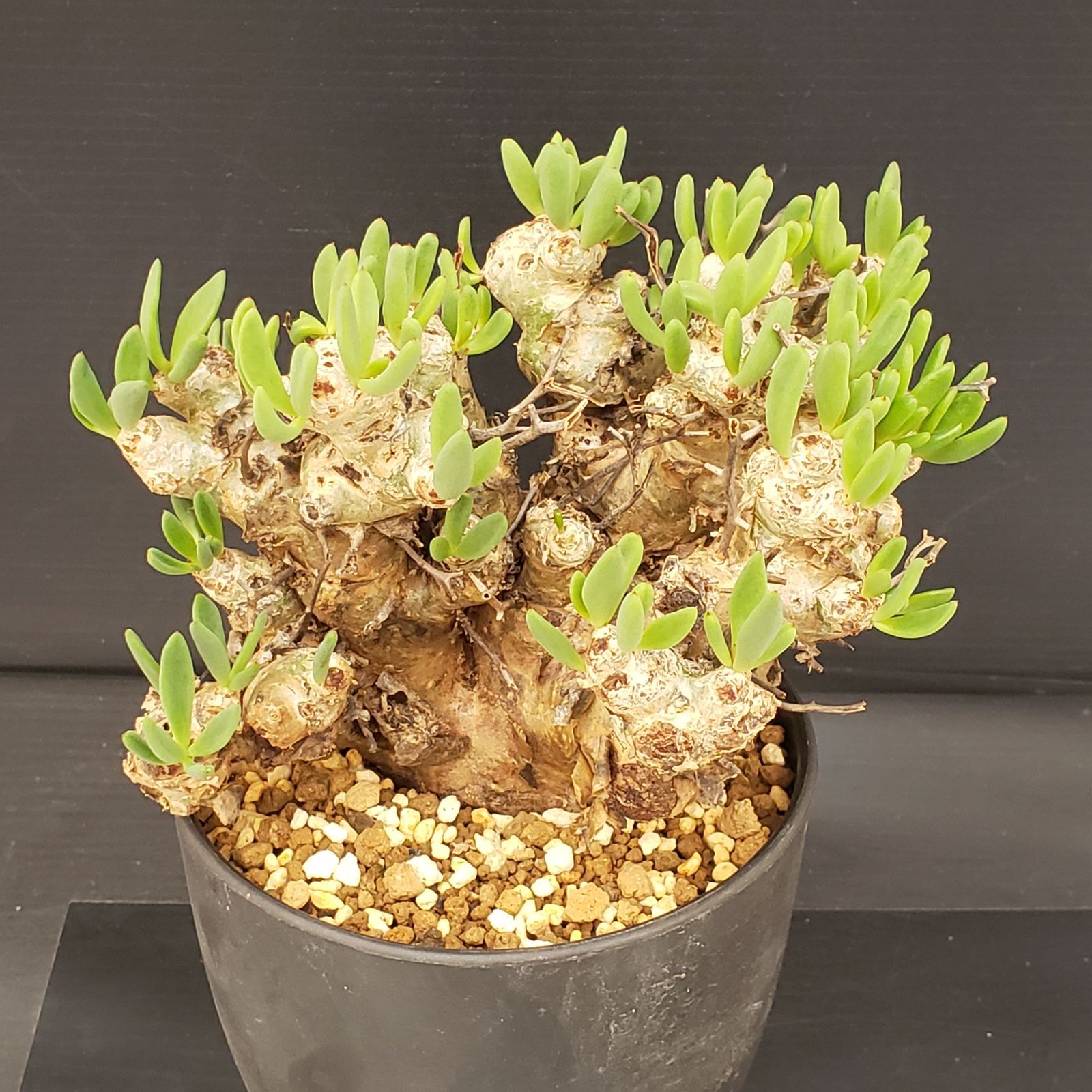 サマーセール！ 大株 万物想 チレコドン レティキュラータス 現地株 現地球 チレコドン レティキュラータス 万物想 大株 万物想 輸入球 A2844