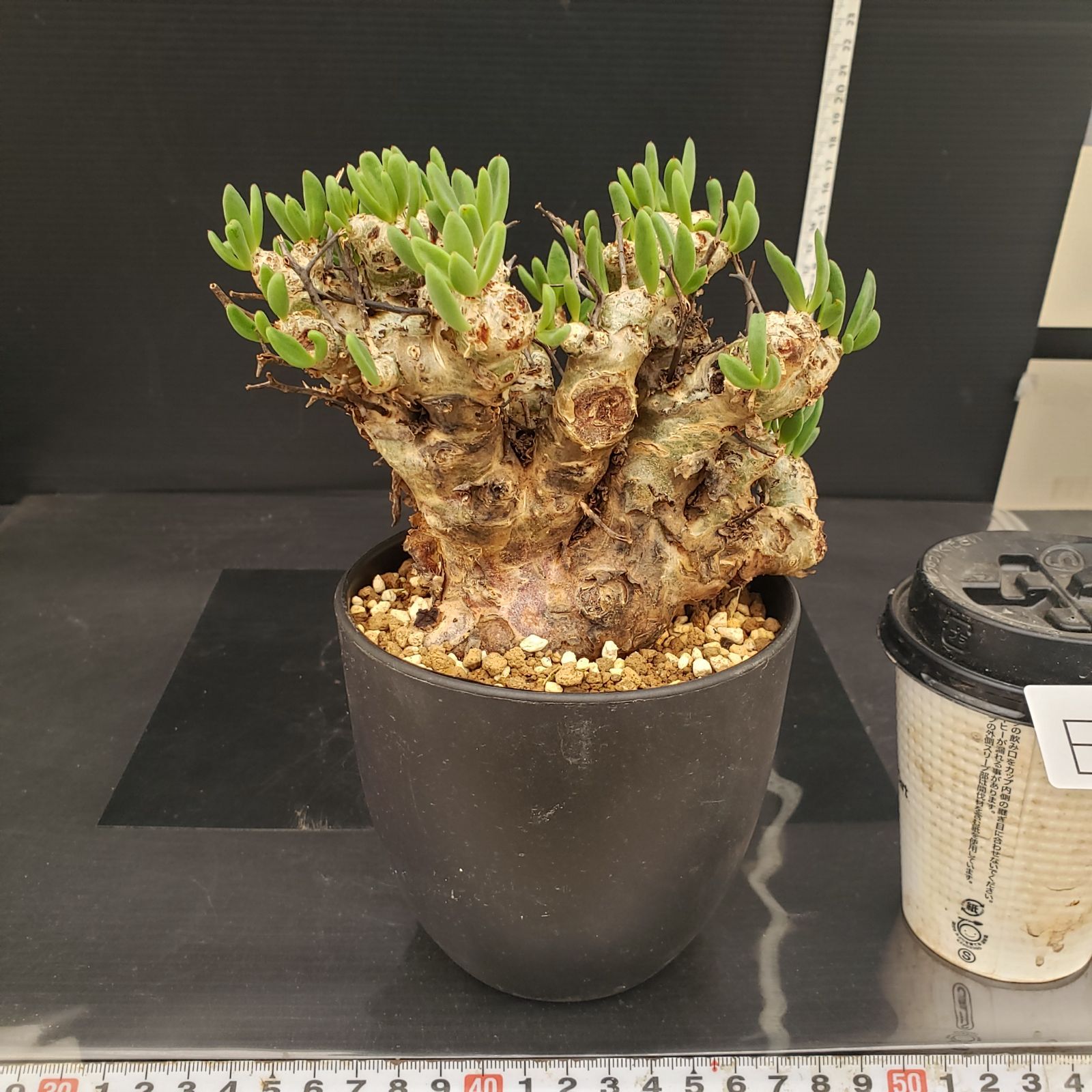 E271【自社養生株】チレコドン レティキュラータス 万物想（現地球・発