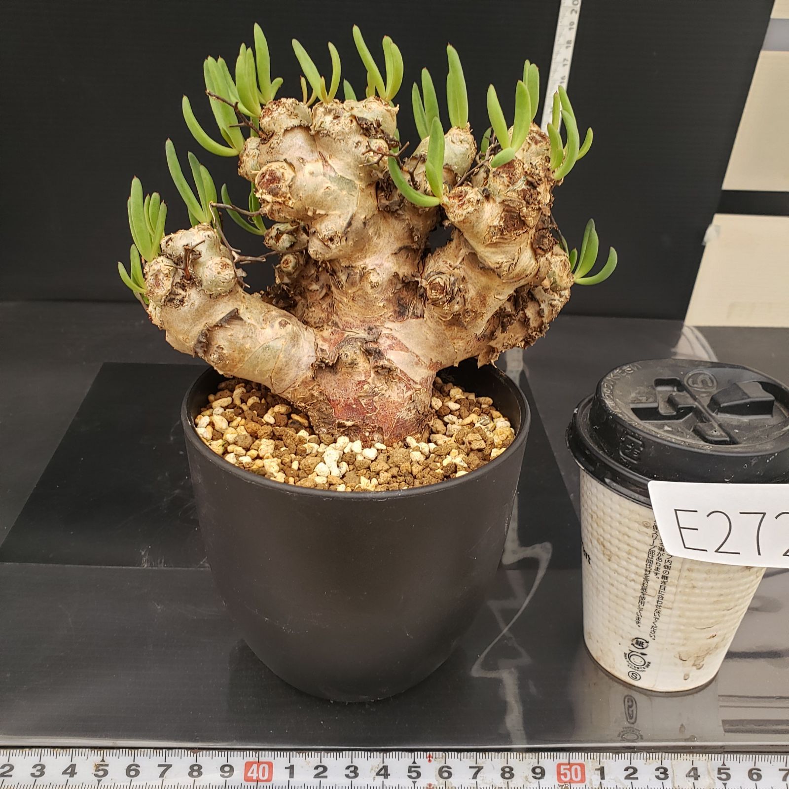 E272【自社養生株】チレコドン レティキュラータス 万物想（現地球・発