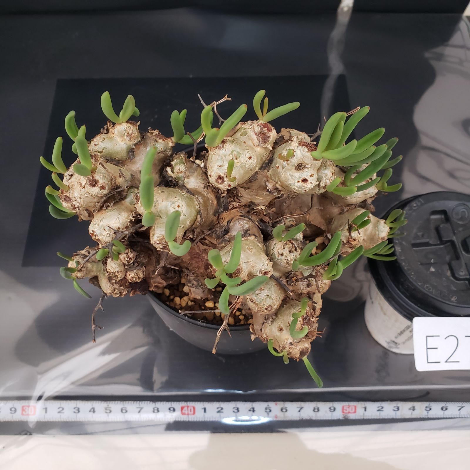 E272【自社養生株】チレコドン レティキュラータス 万物想（現地球・発