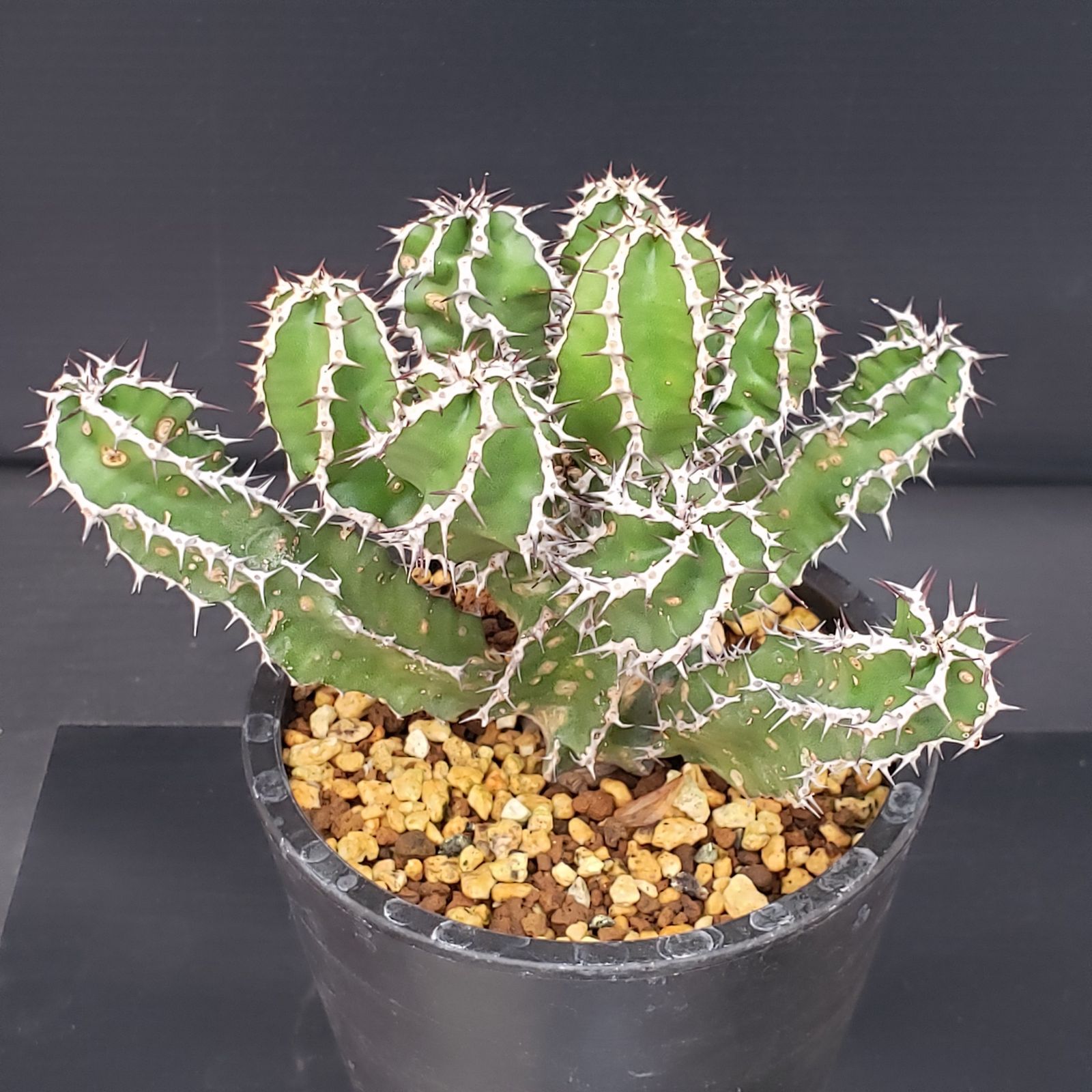 E274【自社養生株】ユーフォルビア ムランジーナ（発根株・鉢植え