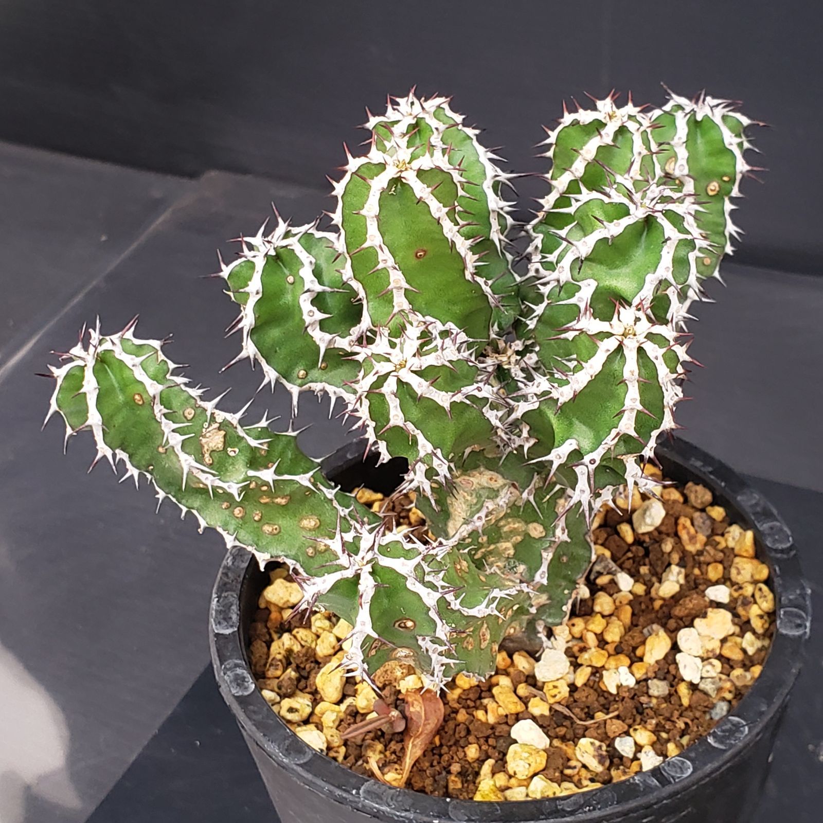 E274【自社養生株】ユーフォルビア ムランジーナ（発根株・鉢植え