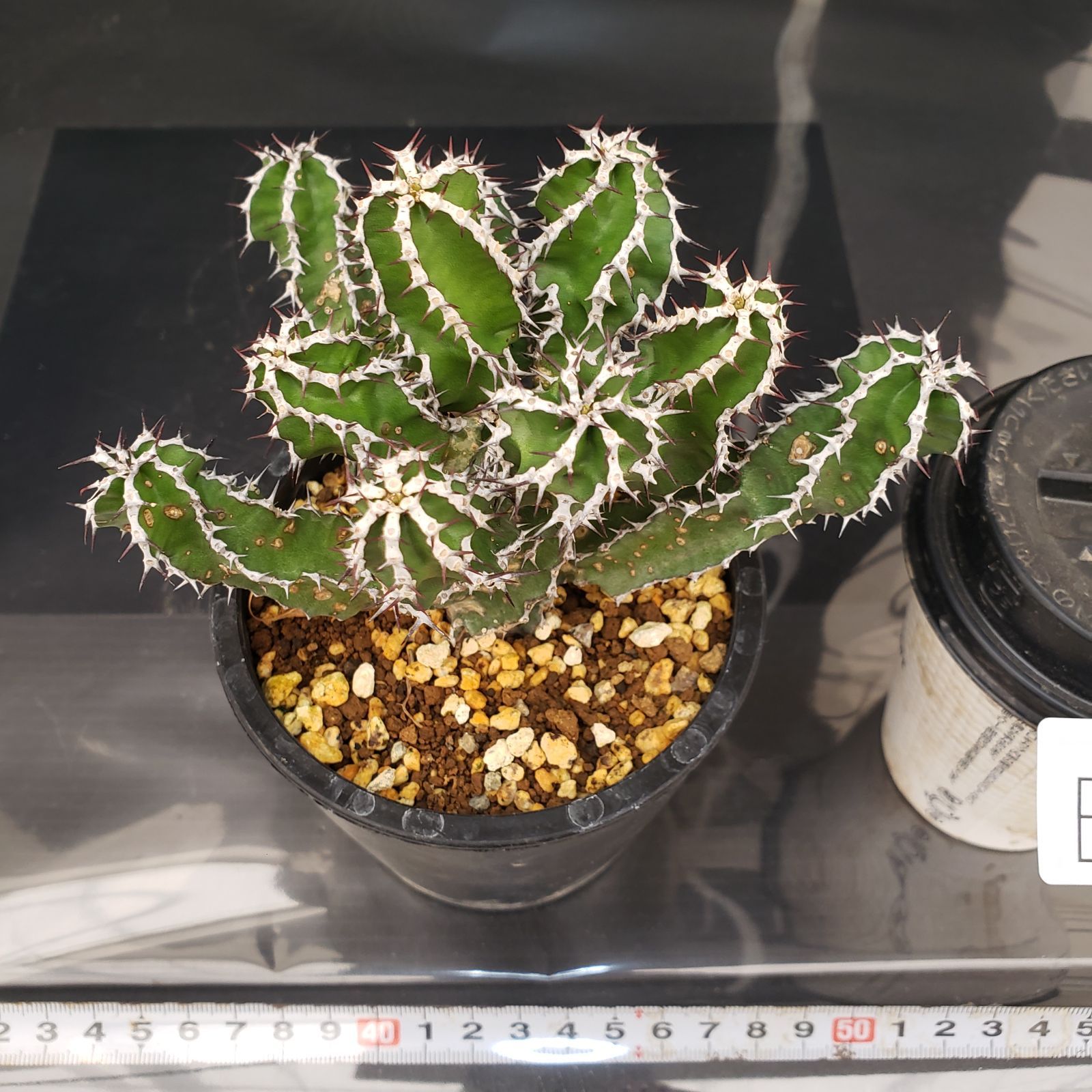 E274【自社養生株】ユーフォルビア ムランジーナ（発根株・鉢植え