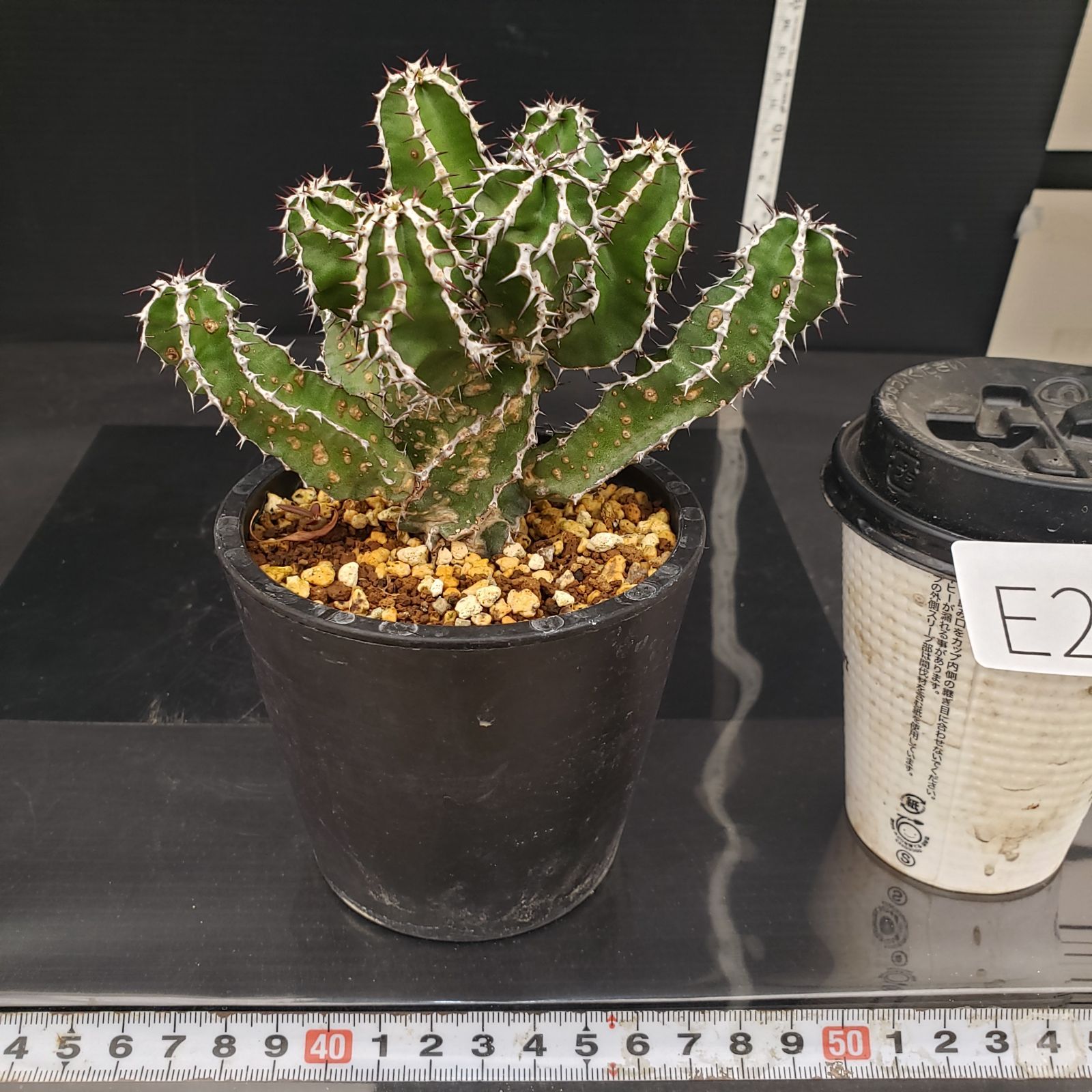 E274【自社養生株】ユーフォルビア ムランジーナ（発根株・鉢植え