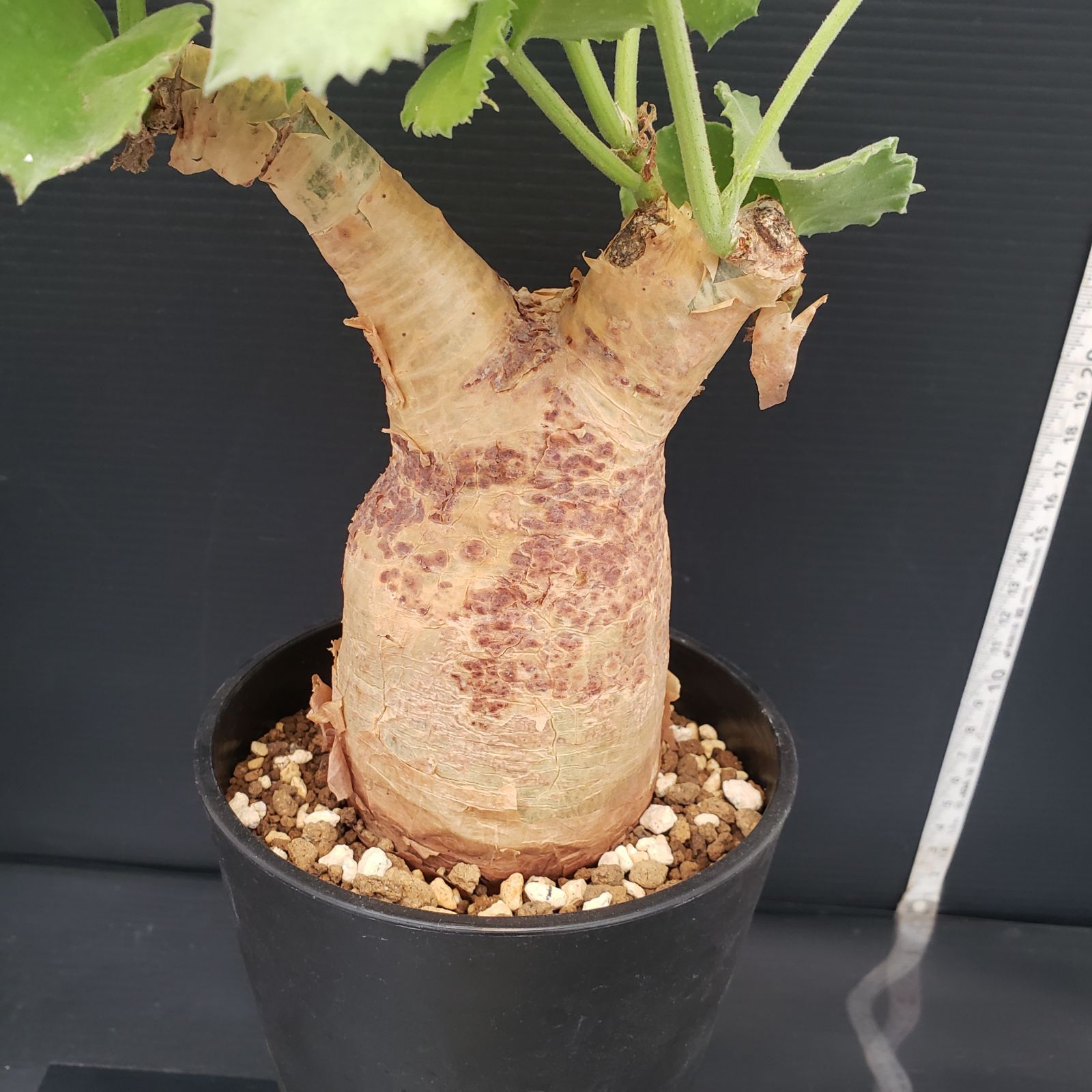 E275【自社養生株】キフォステンマ マクロプス（現地球・発根株