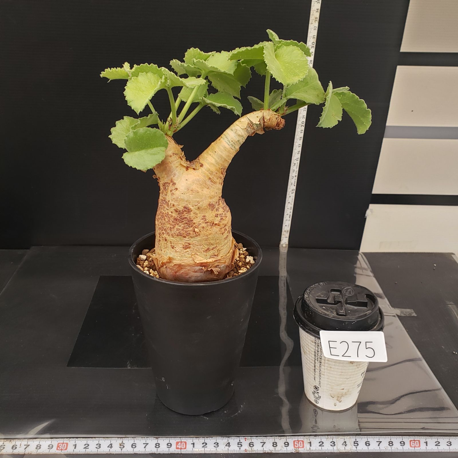 E275【自社養生株】キフォステンマ マクロプス（現地球・発根株