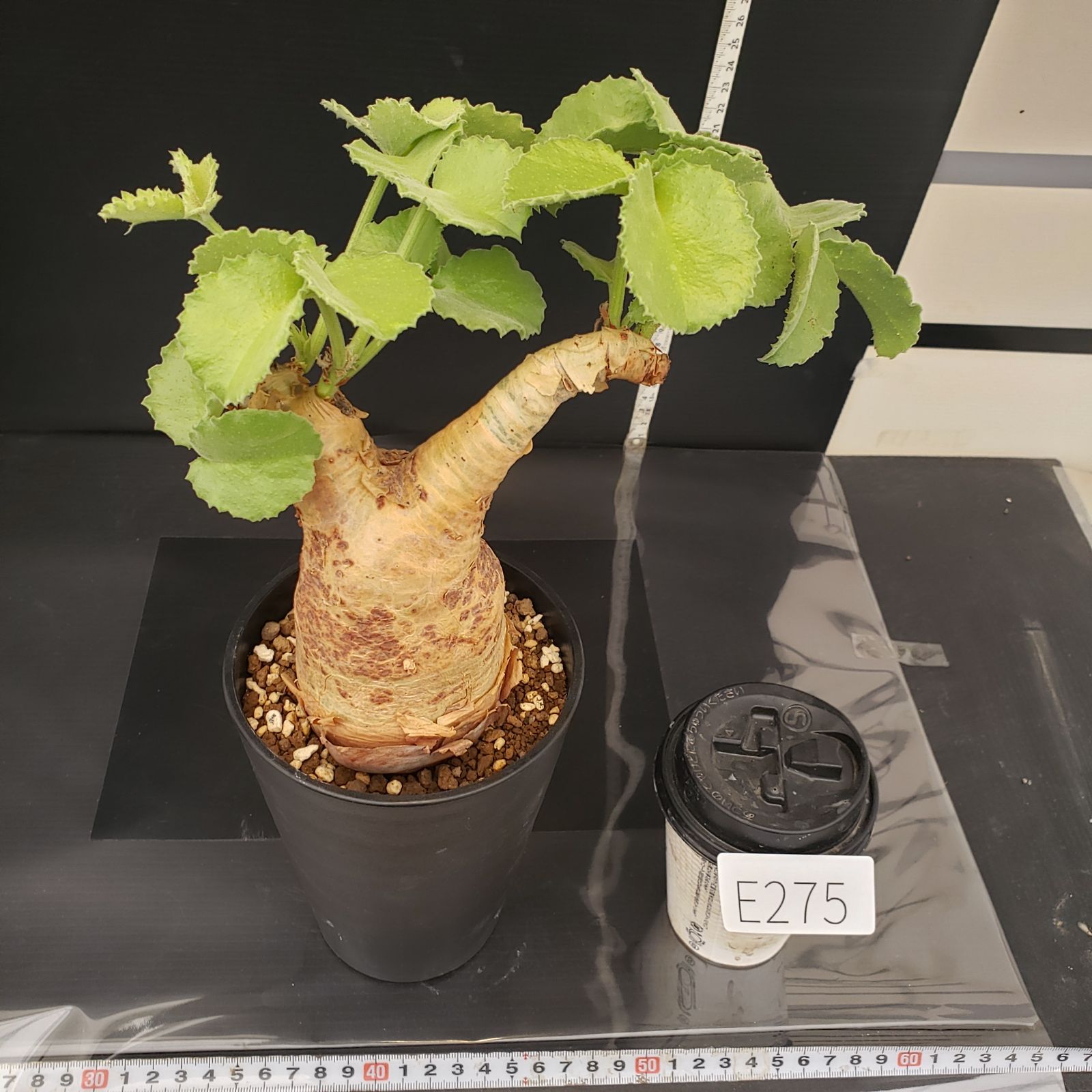 b*5様 キフォステンマ　マクロプス　現地株 26aecd9856806cc2d5eb041e3562ae