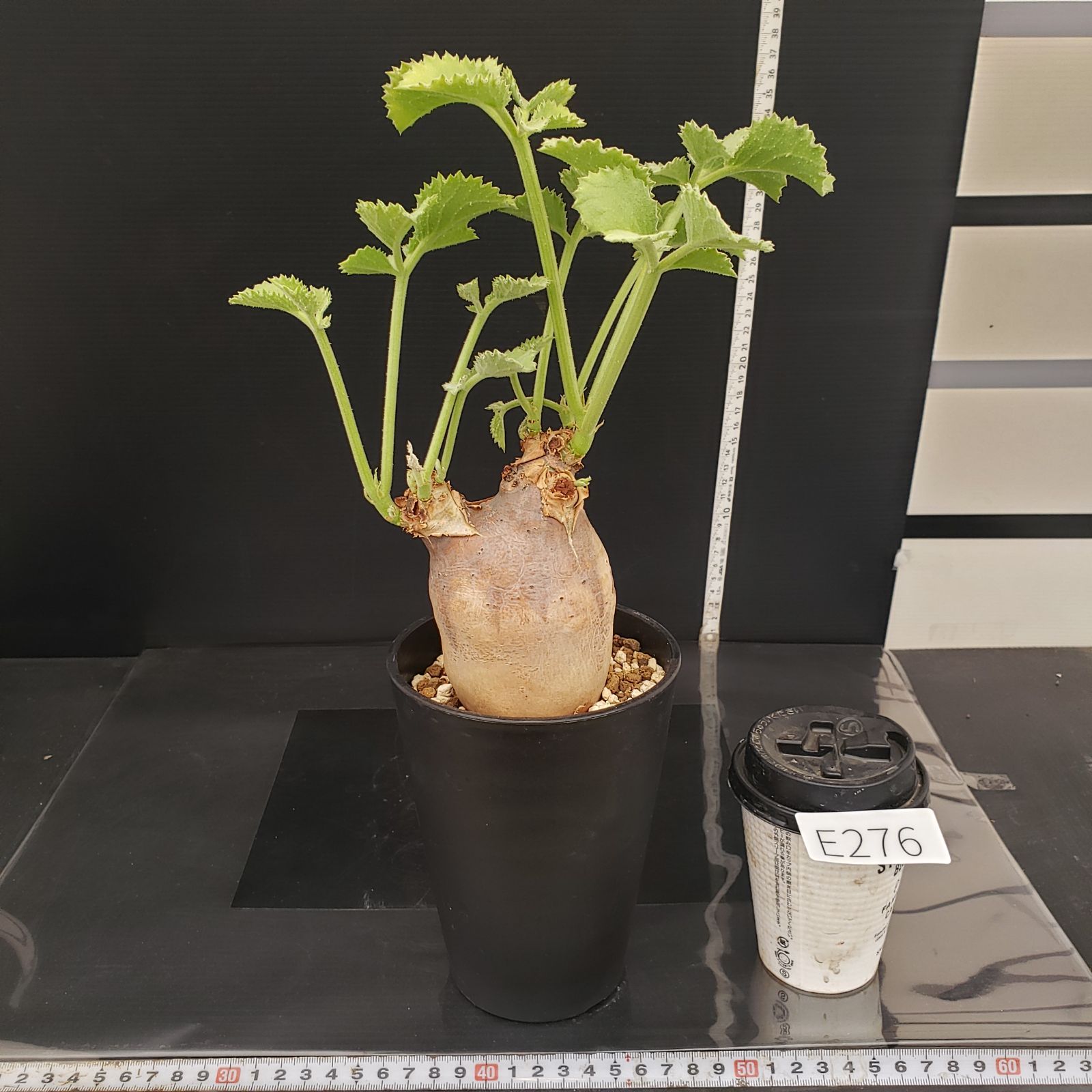 E276【自社養生株】キフォステンマ マクロプス（現地球・発根株