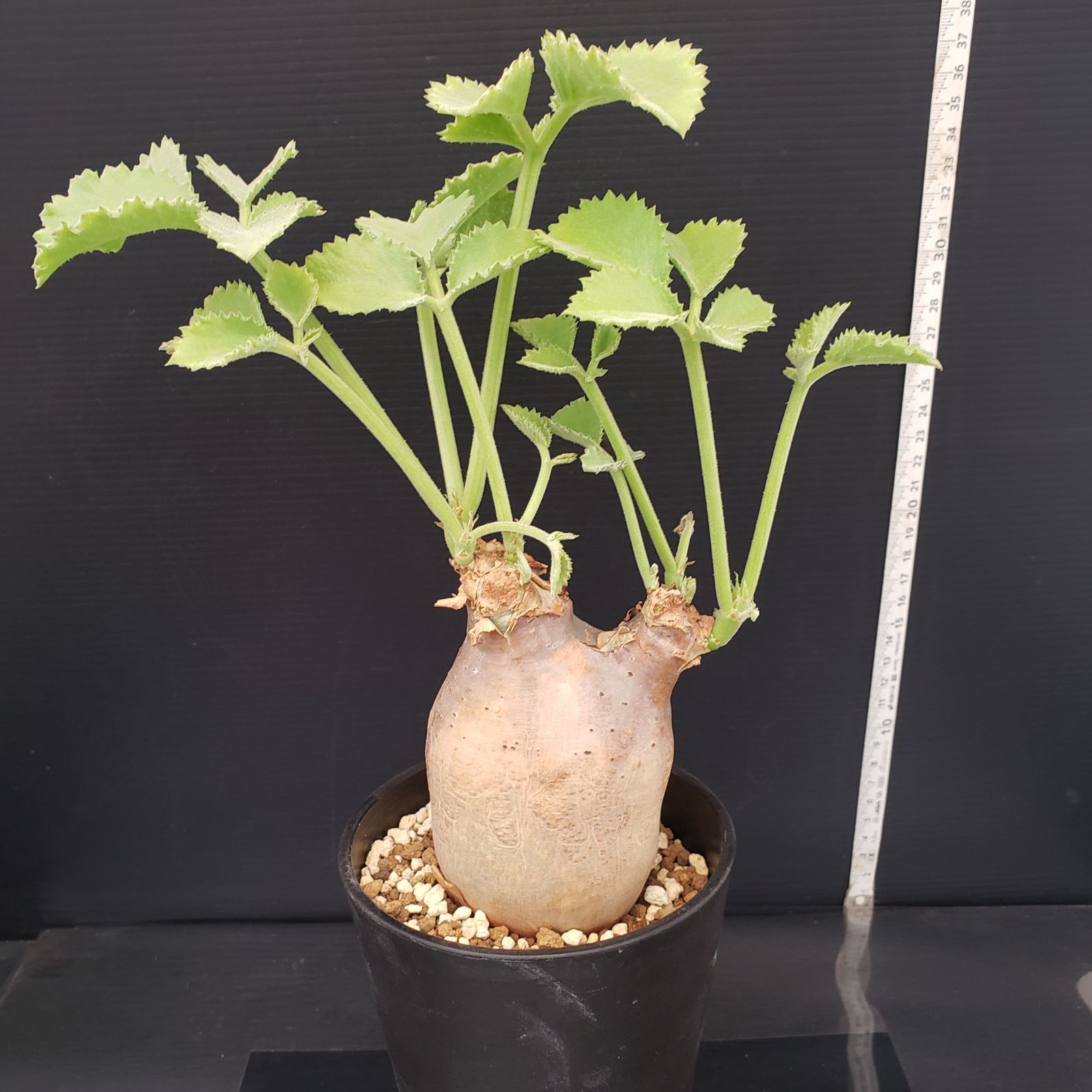 大株 塊根植物 キフォステンマ マクロプス E276【自社養生株】キフォステンマ マクロプス（現地球・発根株