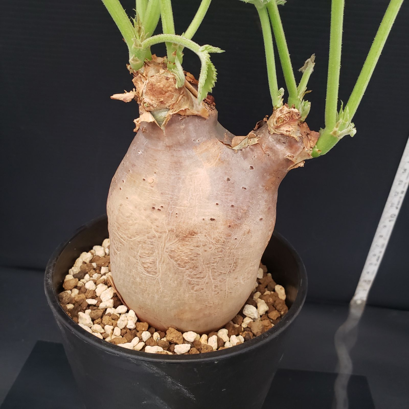 E276【自社養生株】キフォステンマ マクロプス（現地球・発根株