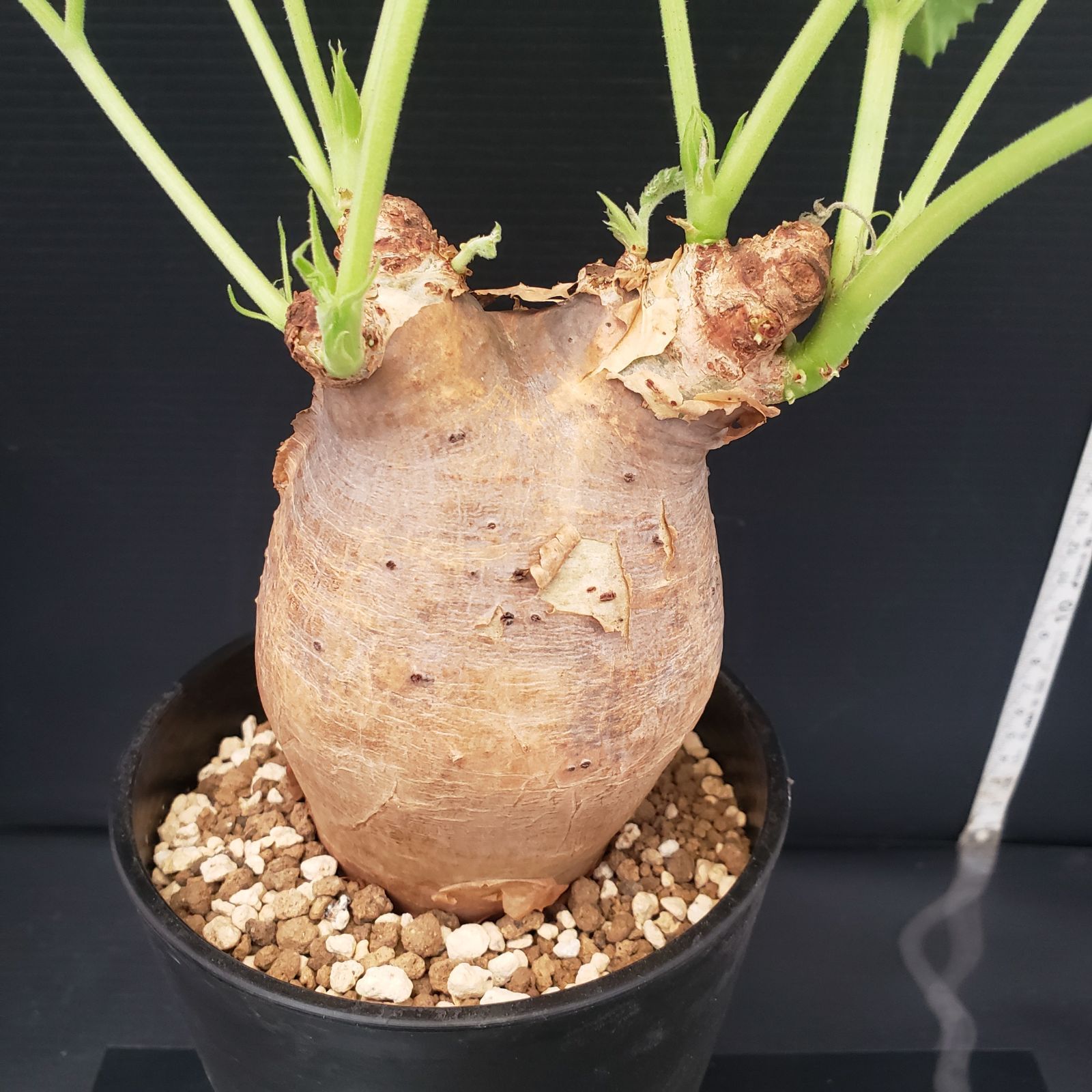 E277【自社養生株】キフォステンマ マクロプス（現地球・発根株