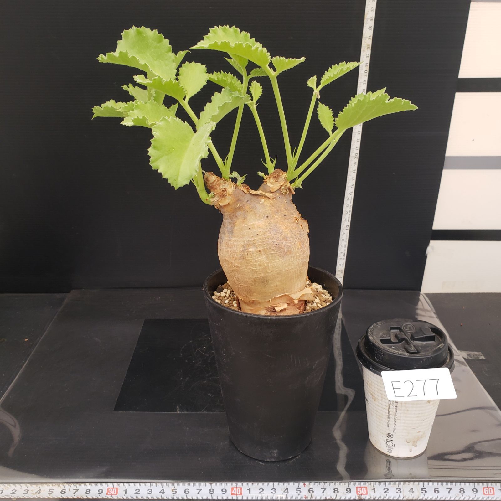 E277【自社養生株】キフォステンマ マクロプス（現地球・発根株