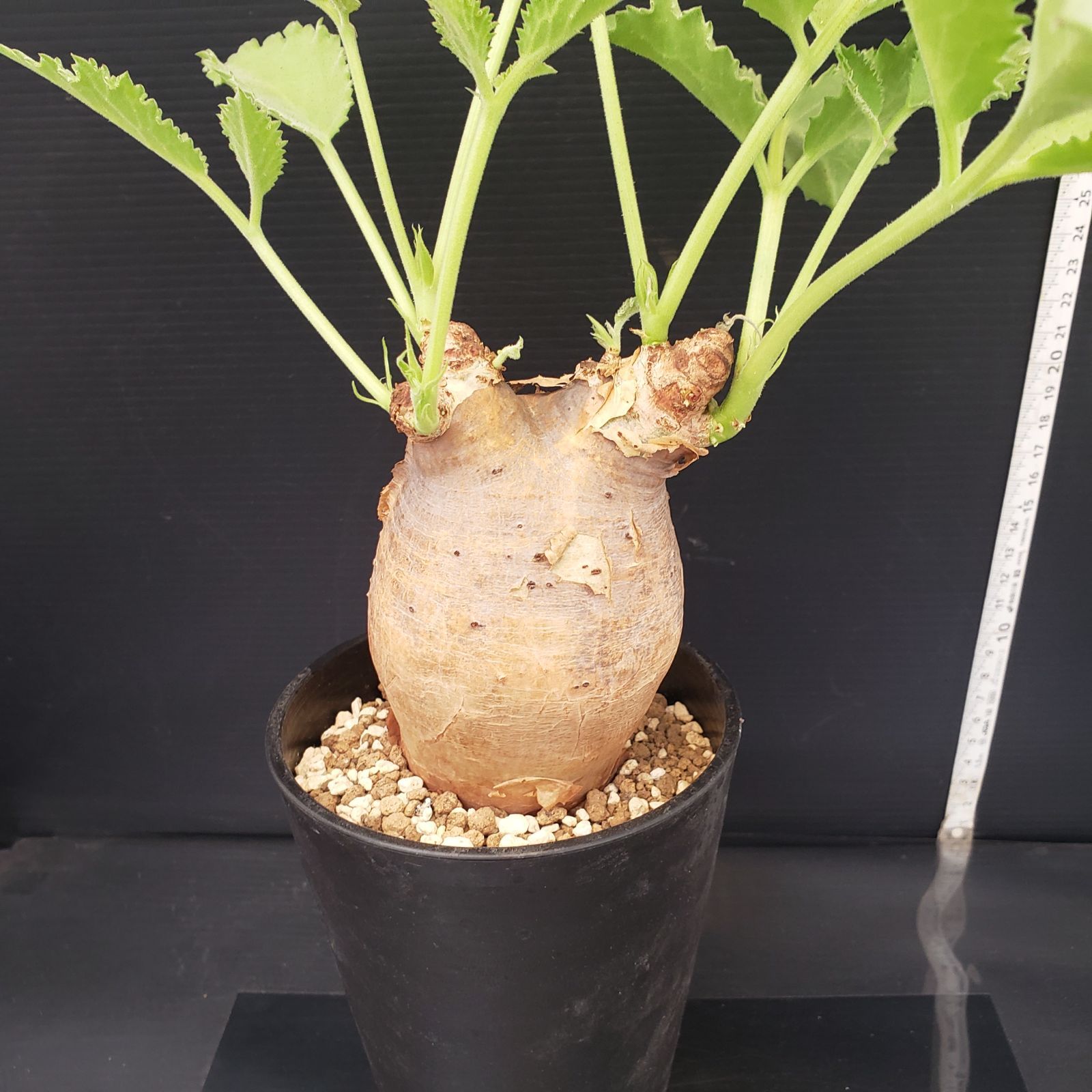 E277【自社養生株】キフォステンマ マクロプス（現地球・発根株